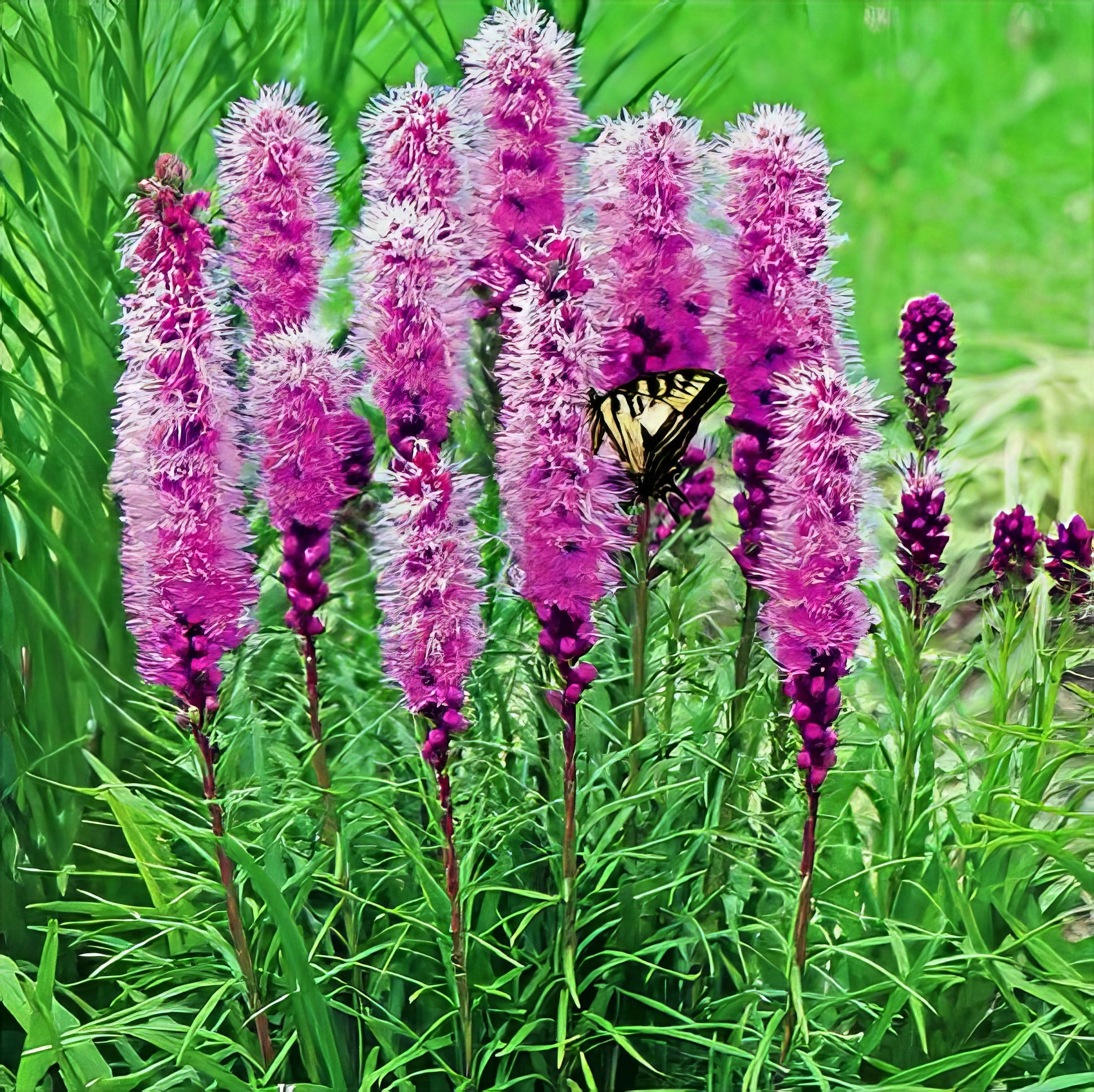 Butterfly on Purple blazing star flowers with green grass background. (Liatris spicata)