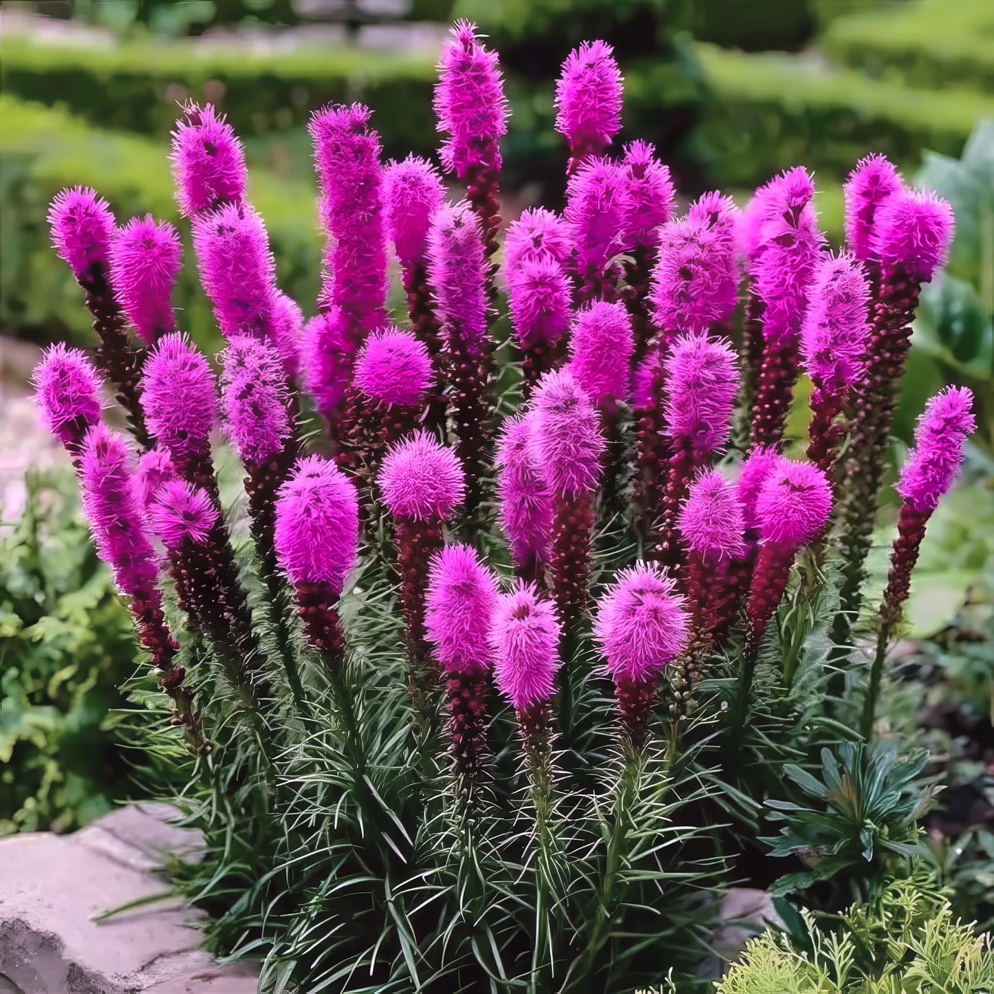 Purple Blazing Star flowers in landscape garden with blurred green background. (Liatris spicata)