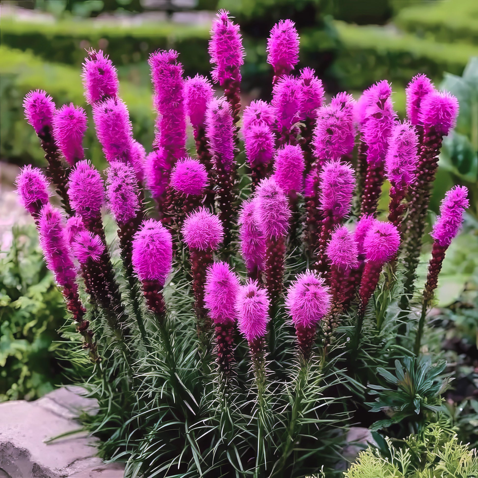 Purple Blazing Star flowers in landscape garden with blurred green background. (Liatris spicata)