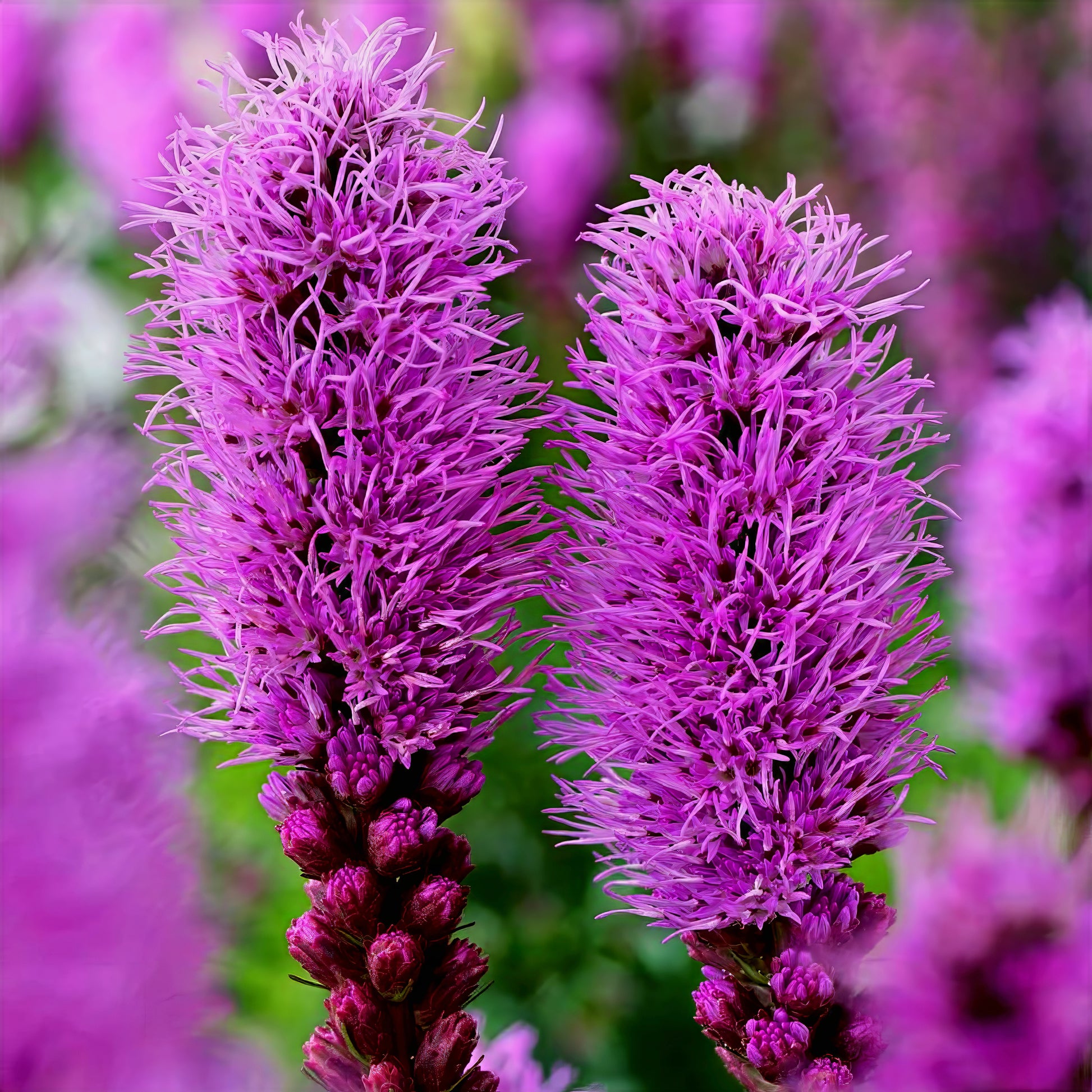 Close-up of two purple spiky purple blazing star flowers with a blurred background. (Liatris spicata)