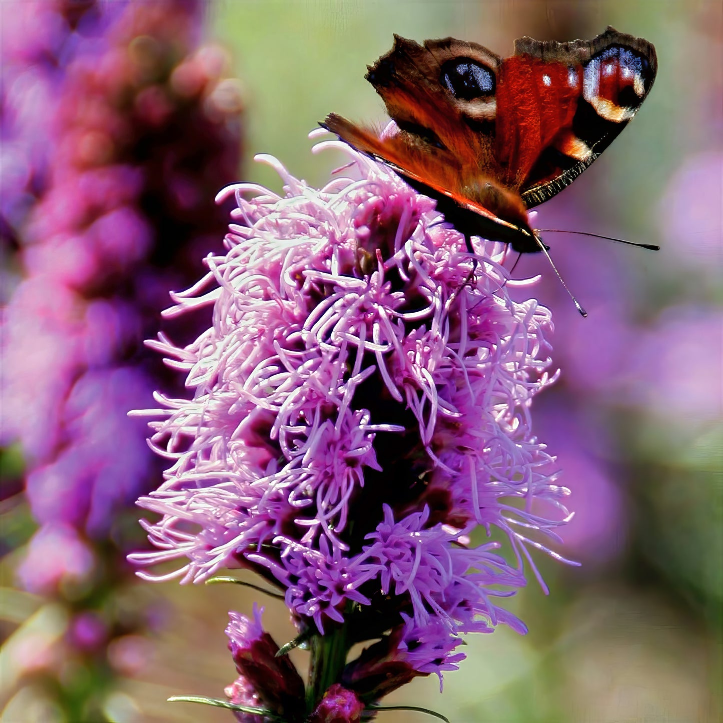 Butterfly on a purple blazing star flower with a blurred background