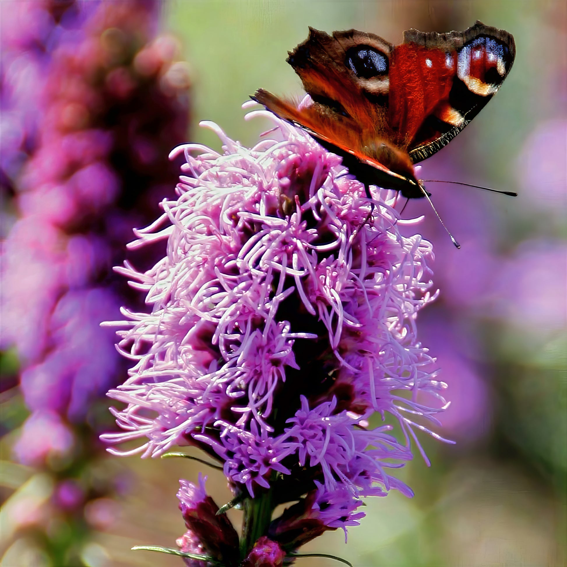 Butterfly on a purple blazing star flower with a blurred background
