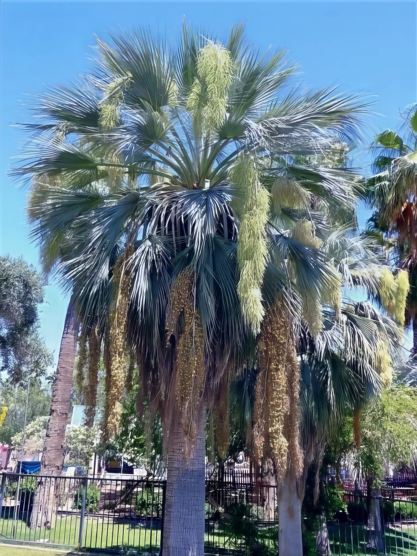 Large flowering Mexican blue fan palm trees with blue sky background. (Brahea armata)