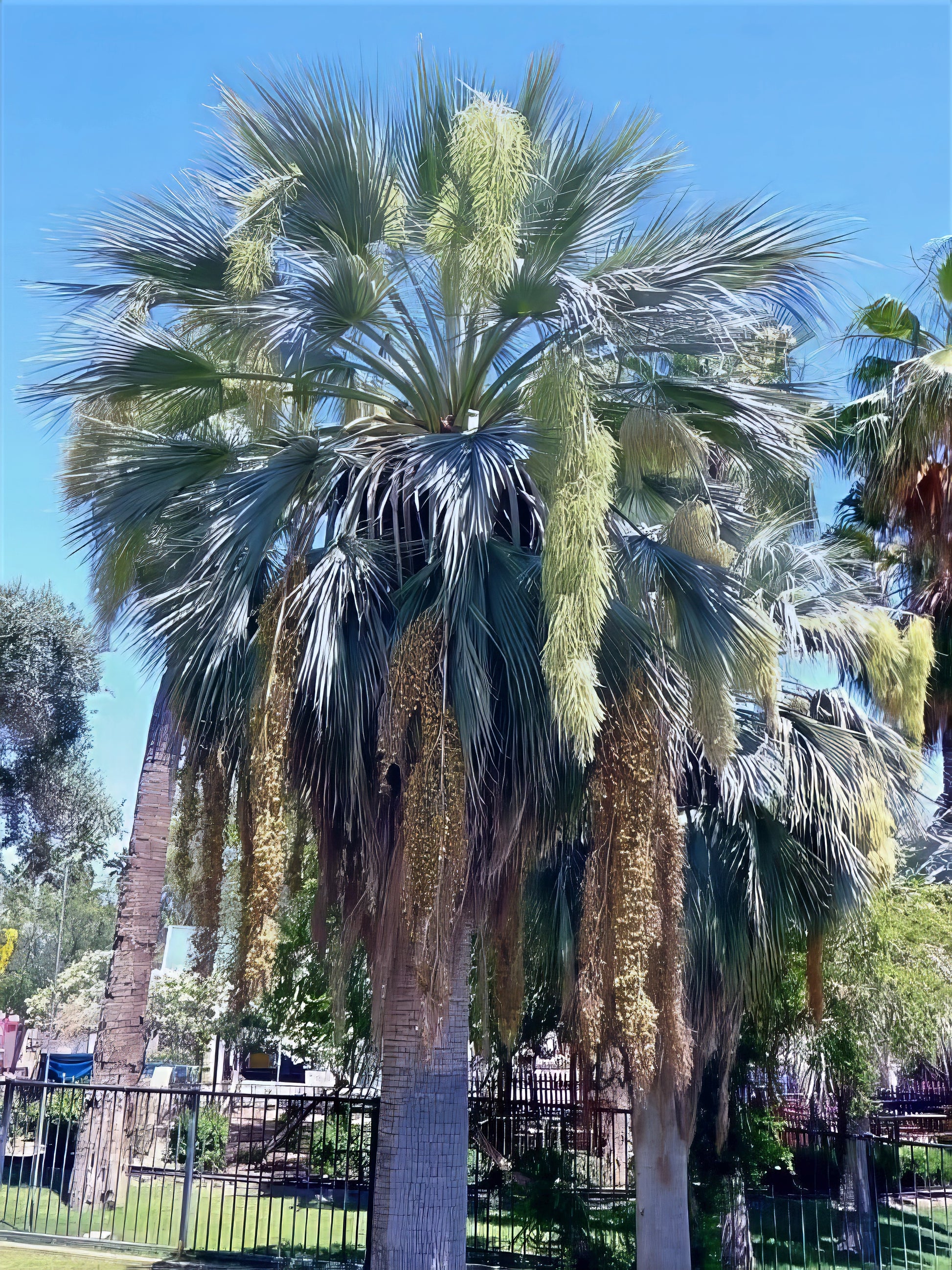 Large flowering Mexican blue fan palm trees with blue sky background. (Brahea armata)