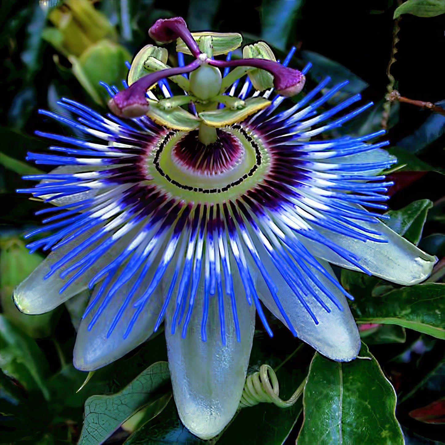 Close-up of a vibrant blue and purple passionflower with green leaves. (Passiflora caerulea)