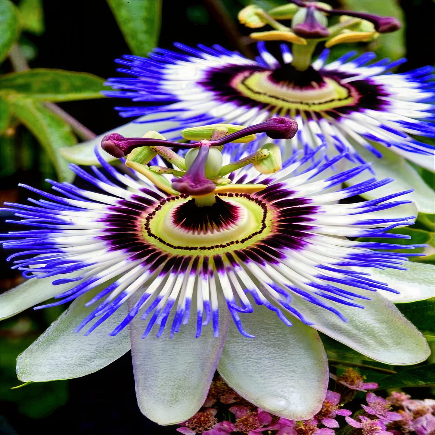 Close-up of a blue crown passion flower with a vibrant purple and white center.