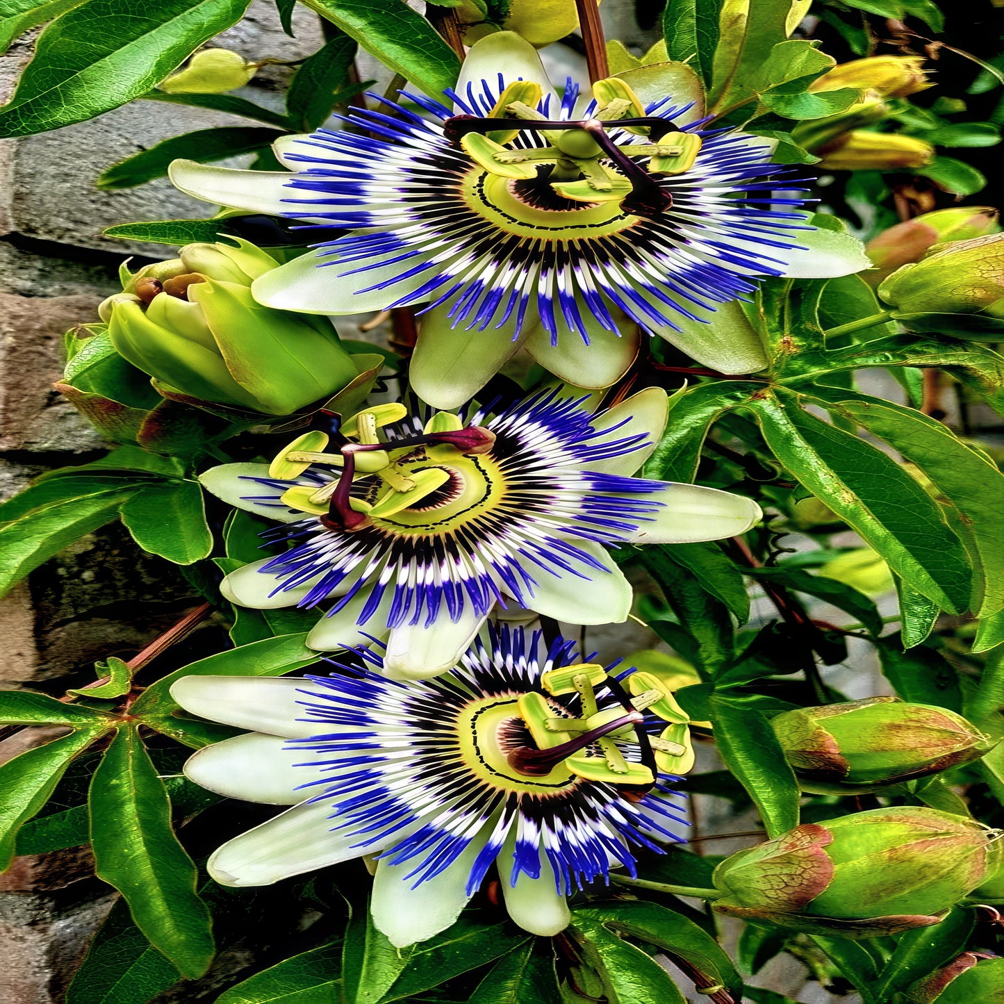 Three blue passionflowers on vine growing on brick wall