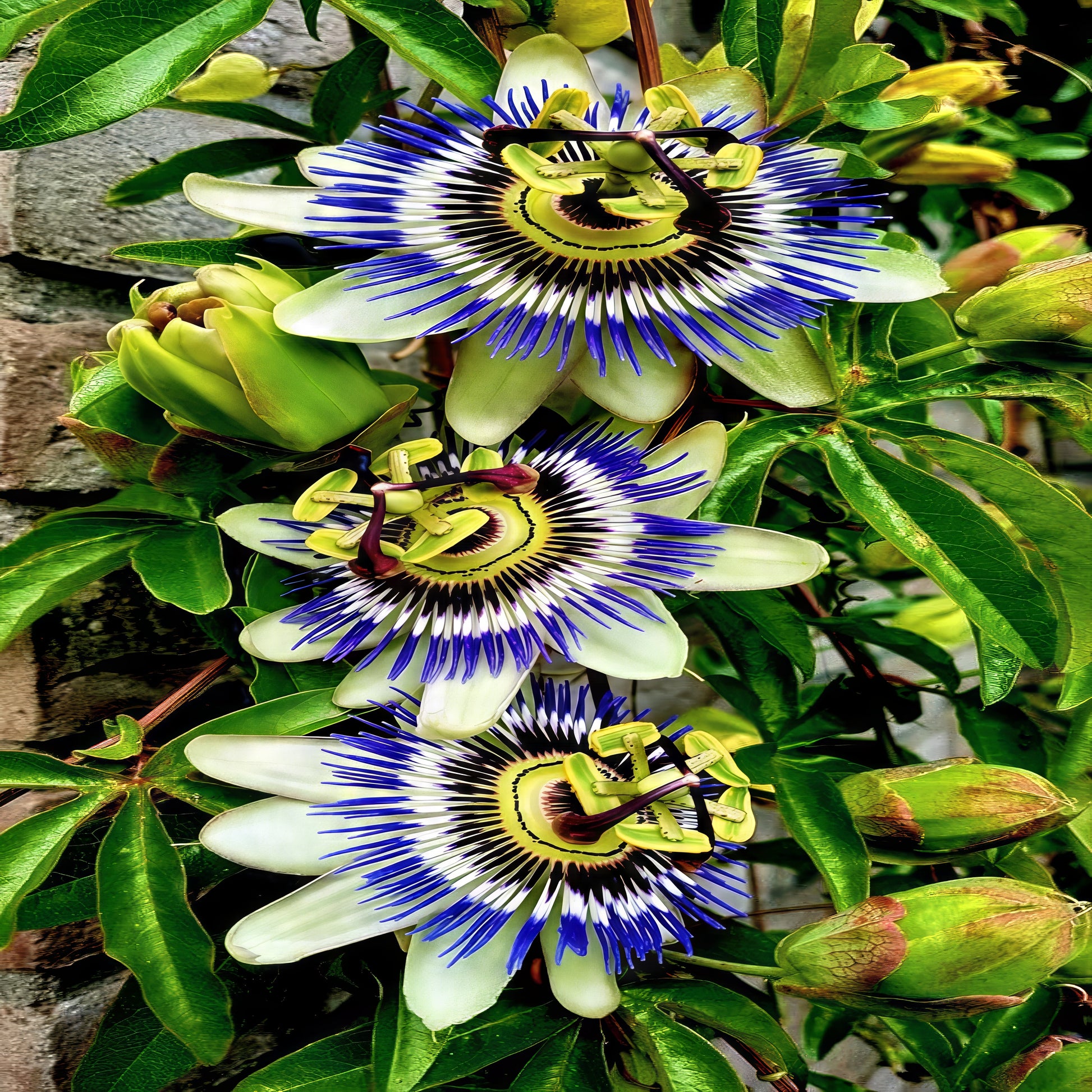 Three blue passionflowers on vine growing on brick wall