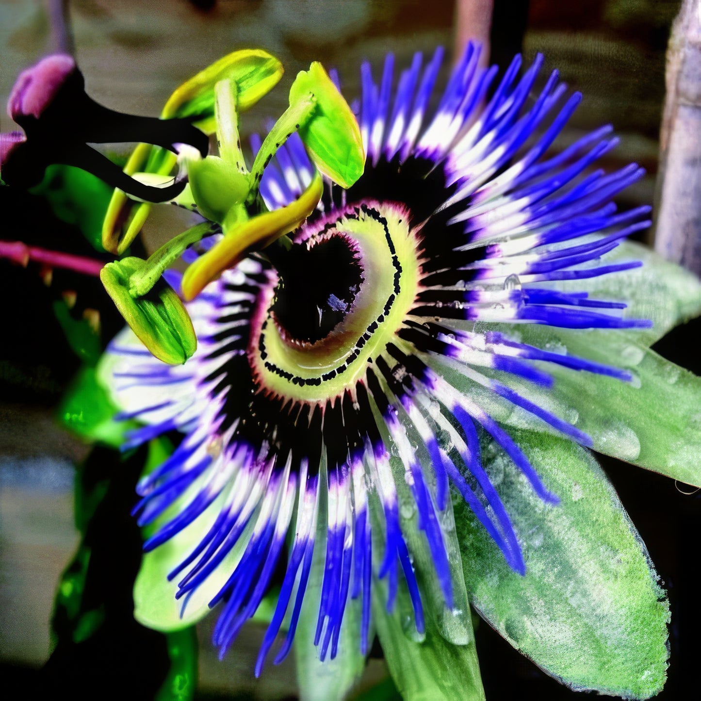 Close up of blue passionflower with water drops on leaves.