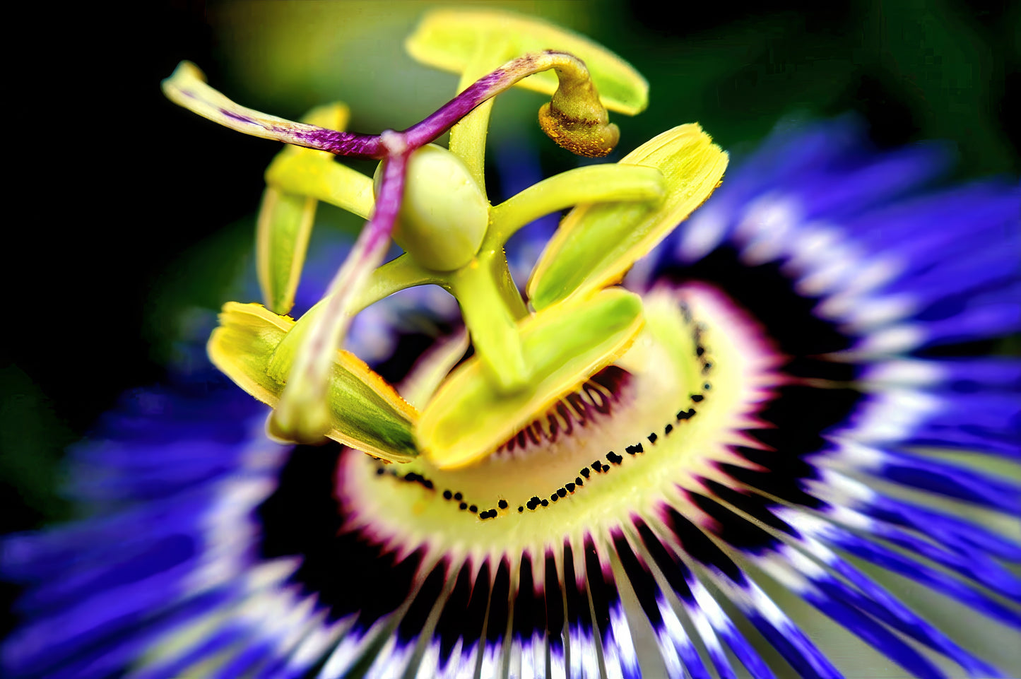 Close up of blue passionflower.