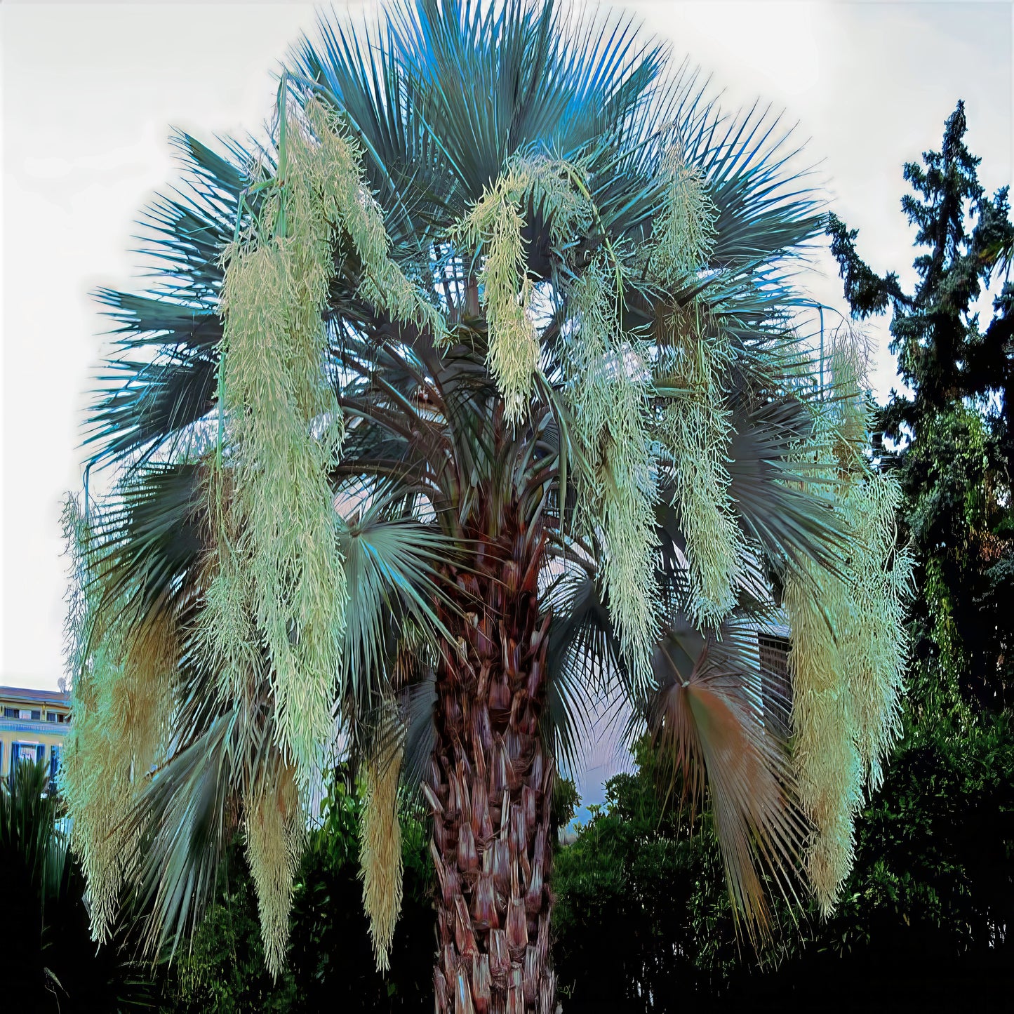 Large Mexican blue Hesper fan palm with flowers hanging. (Brahea armata)