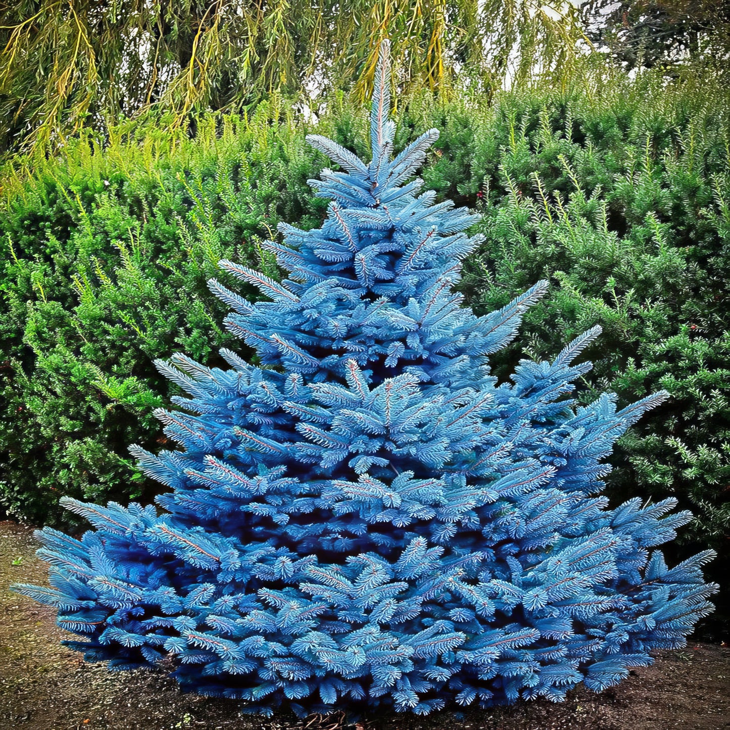 Colorado blue spruce tree with green bush background. (Picea pungens ‘Glauca’)