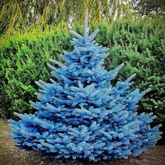 Colorado blue spruce tree with green bush background. (Picea pungens ‘Glauca’)