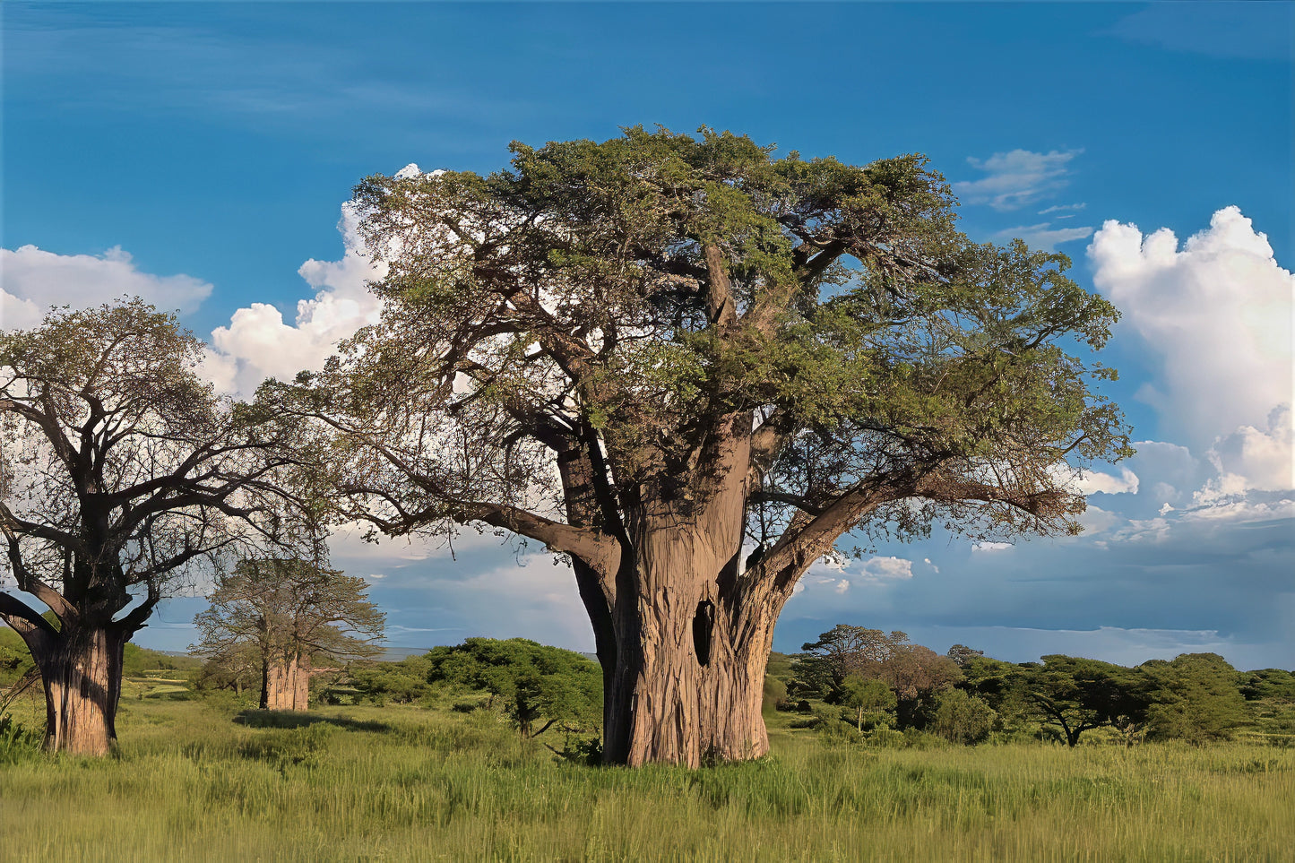Large Baobab tree with green leaves in Sahara landscape and cloudy sky background.