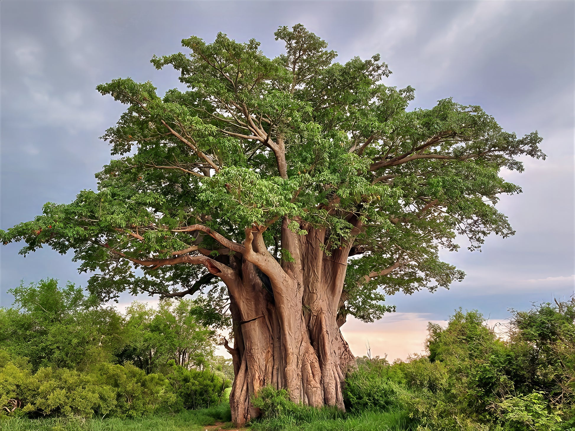 Large Baobab tree with green leaves with cloudy sky background.