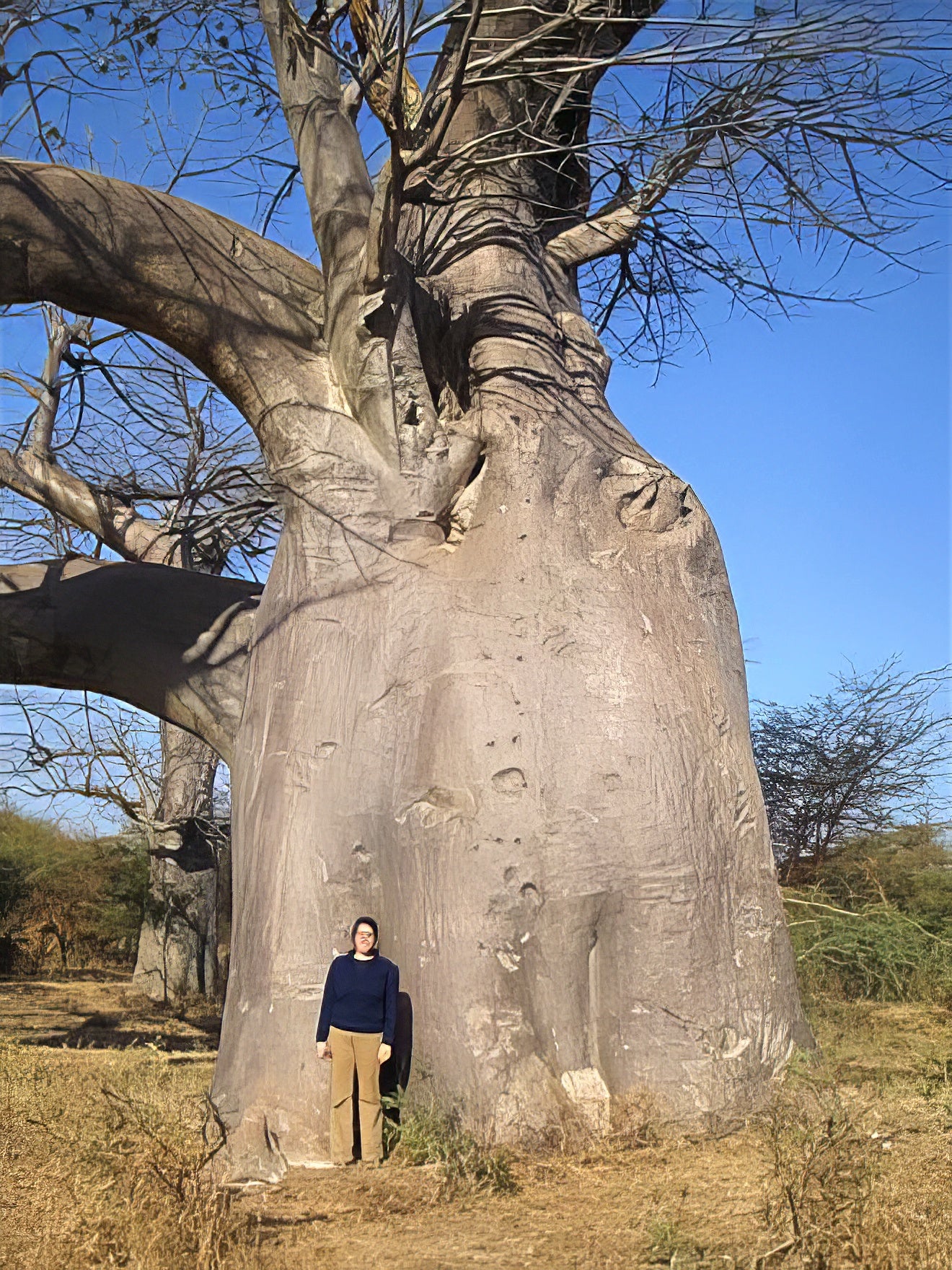 Large Baobab with person standing at bottom and blue sky background.