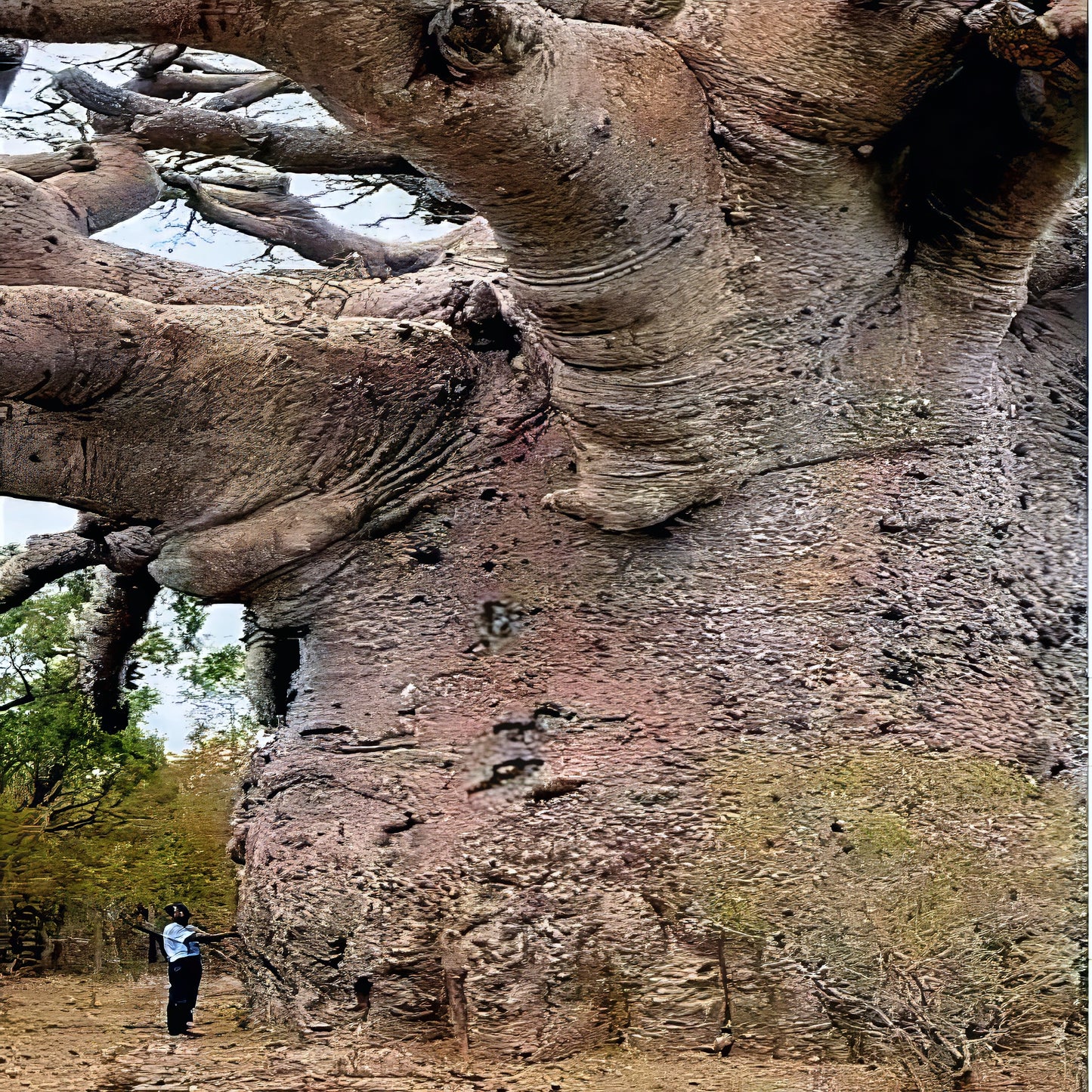 Large baobab tree with man standing at the bottom.