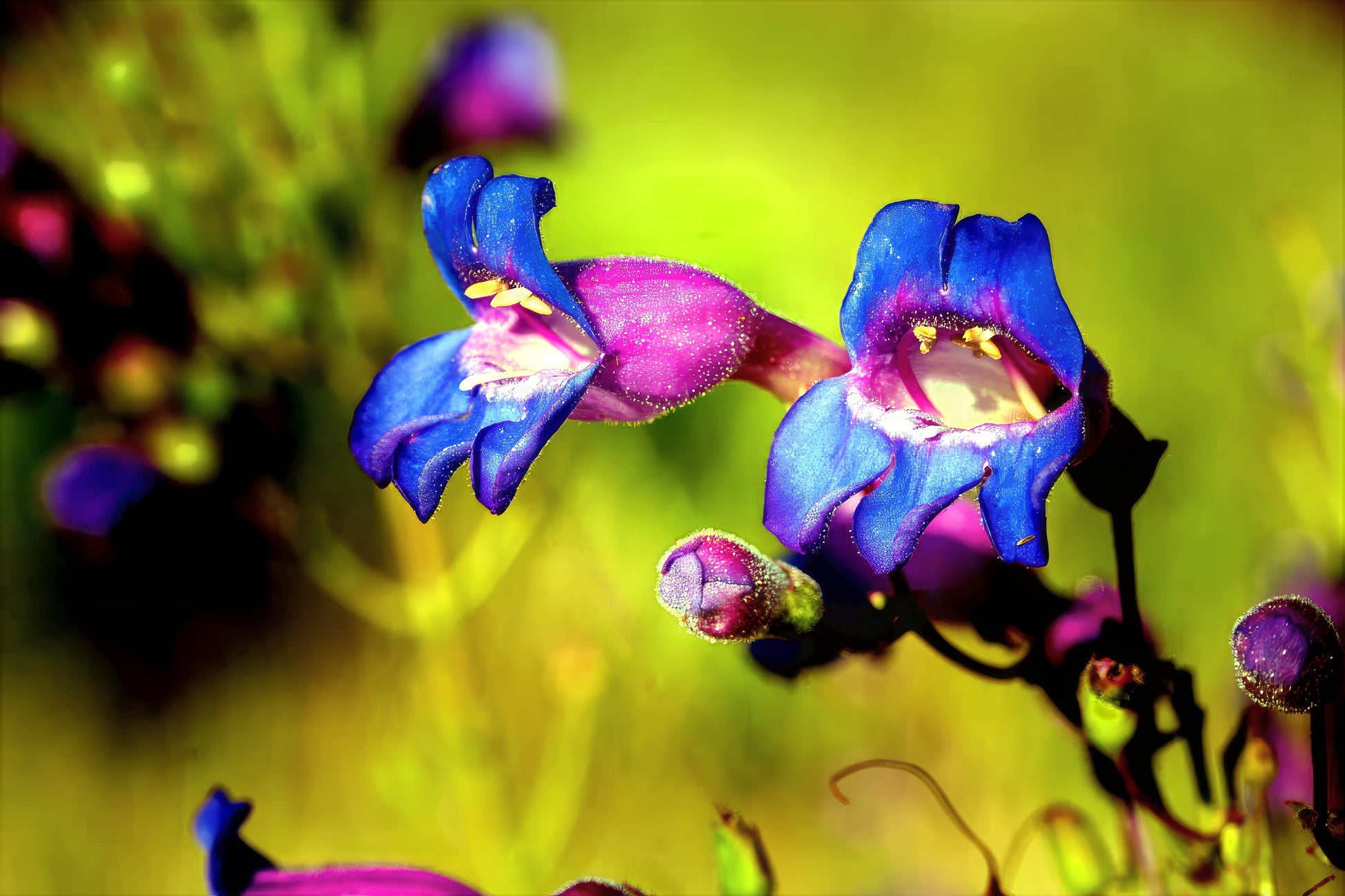 Close-up of blue and pink Blue Beard tongue flowers with a blurred green background. Penstemon spectabilis