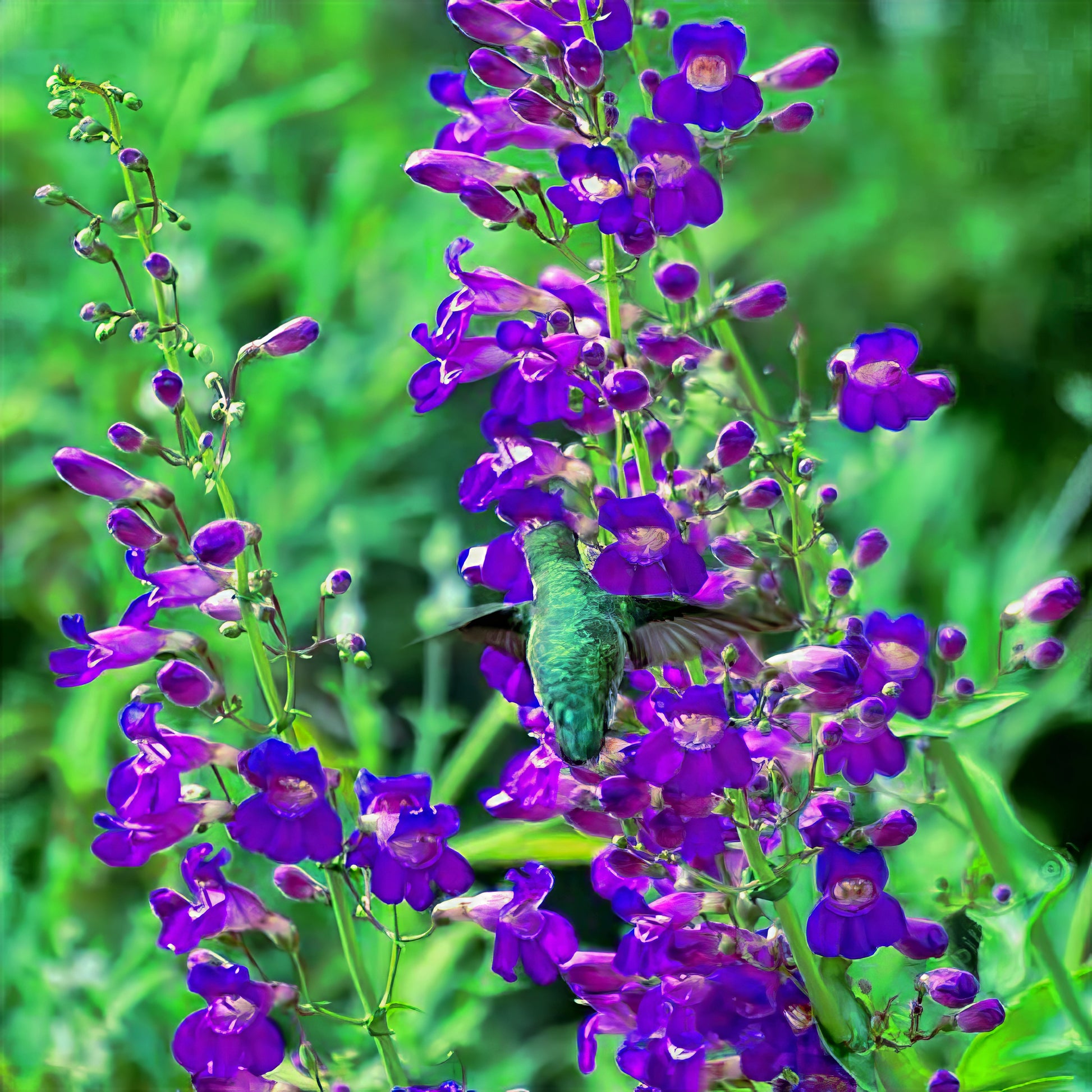 Hummingbird perched on purple and blue beard tongue flowers with a blurred green background. Penstemon spectabilis
