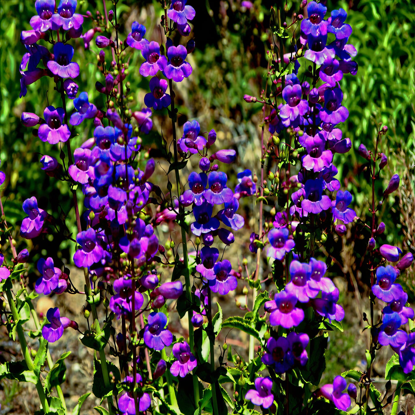 Purple & Blue Beard tongue flowers with green leaves against a blurred natural background