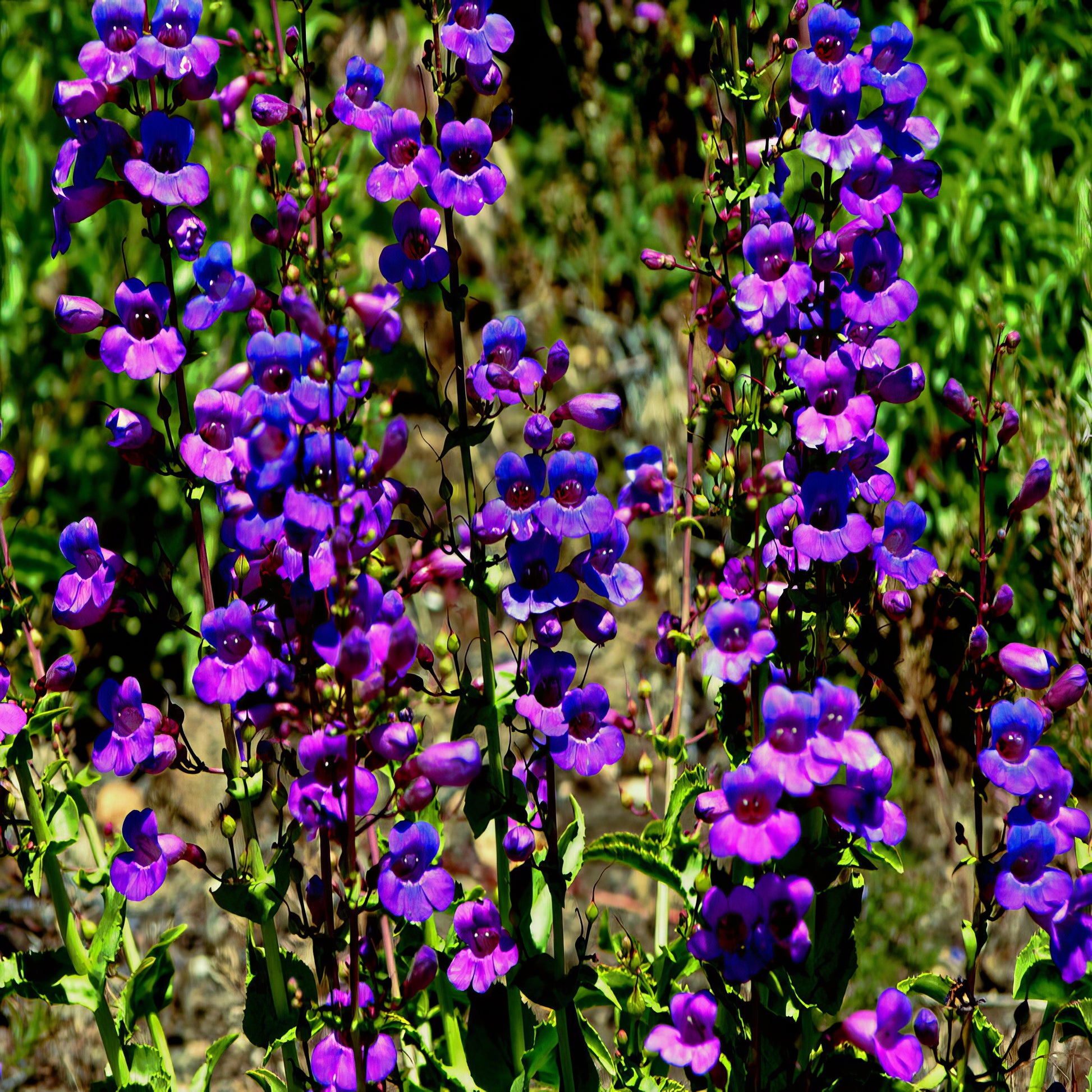 Purple & Blue Beard tongue flowers with green leaves against a blurred natural background