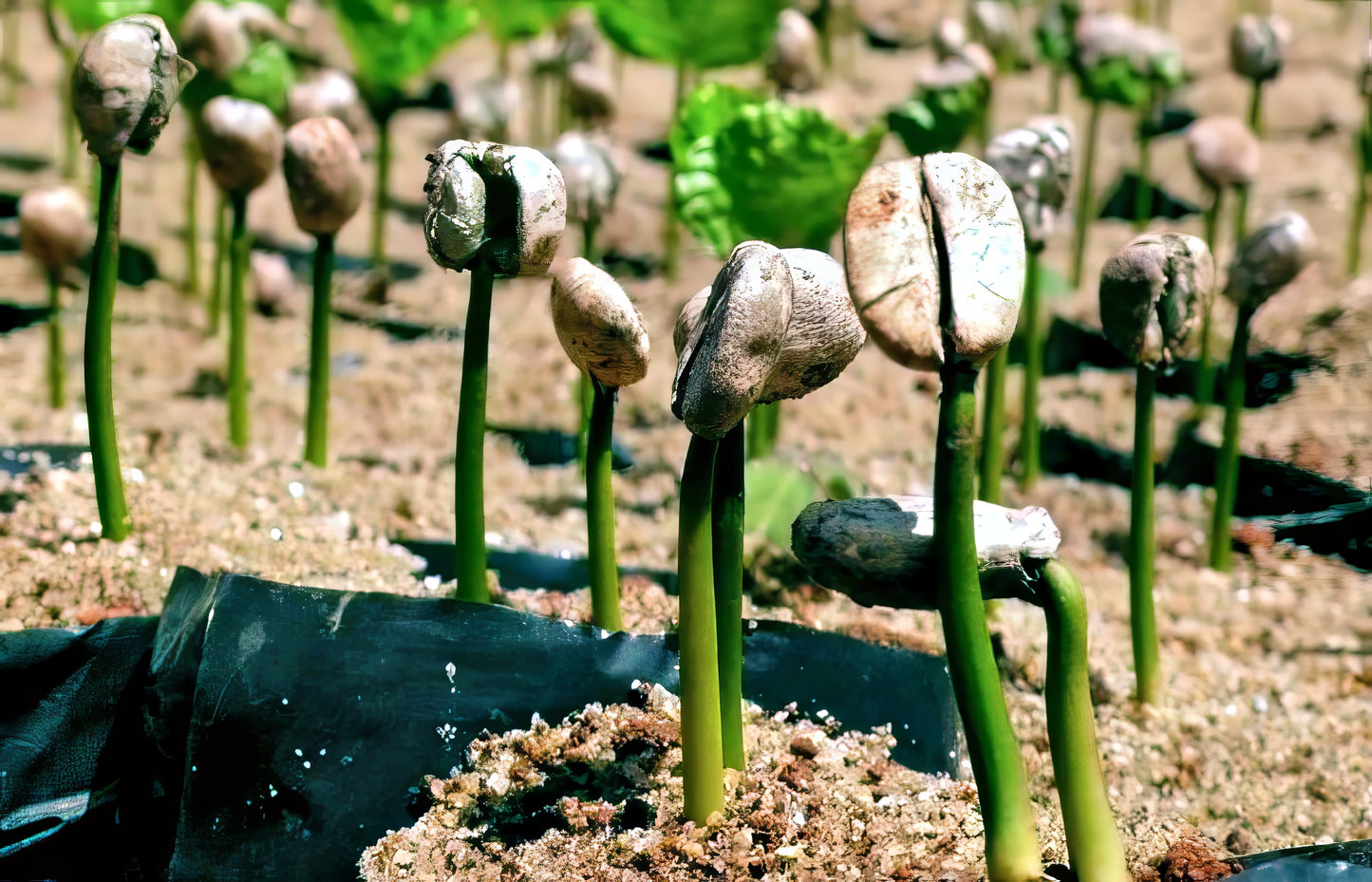 Coffee seedlings emerging from soil with a black plastic sheet in the background