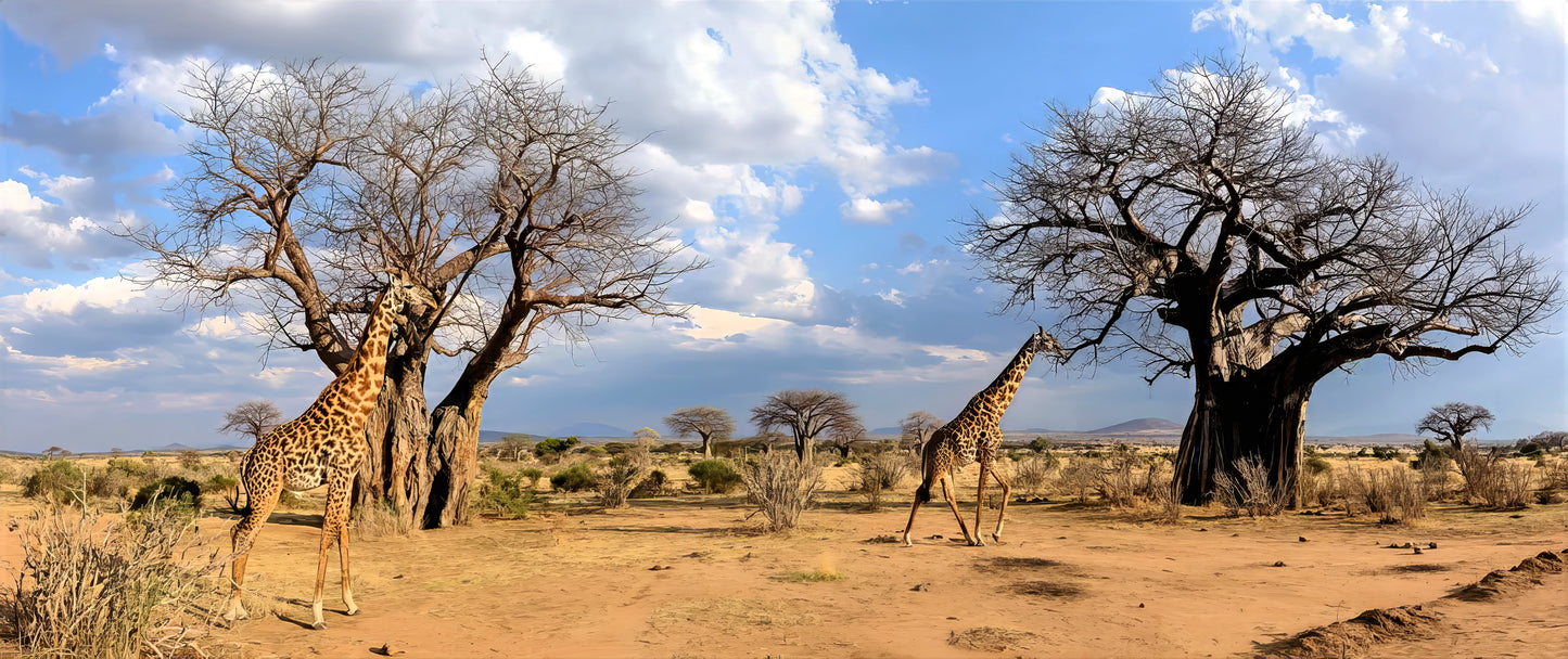 Two Baobab trees with 2 giraffes in African desert landscape. (Adansonia digitata)
