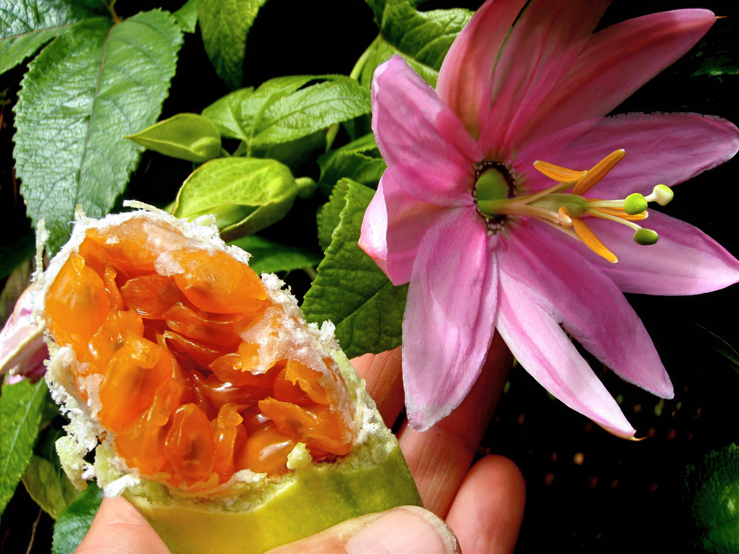 Banana passionfruit inside view and large pink passion flower with green leaves background.