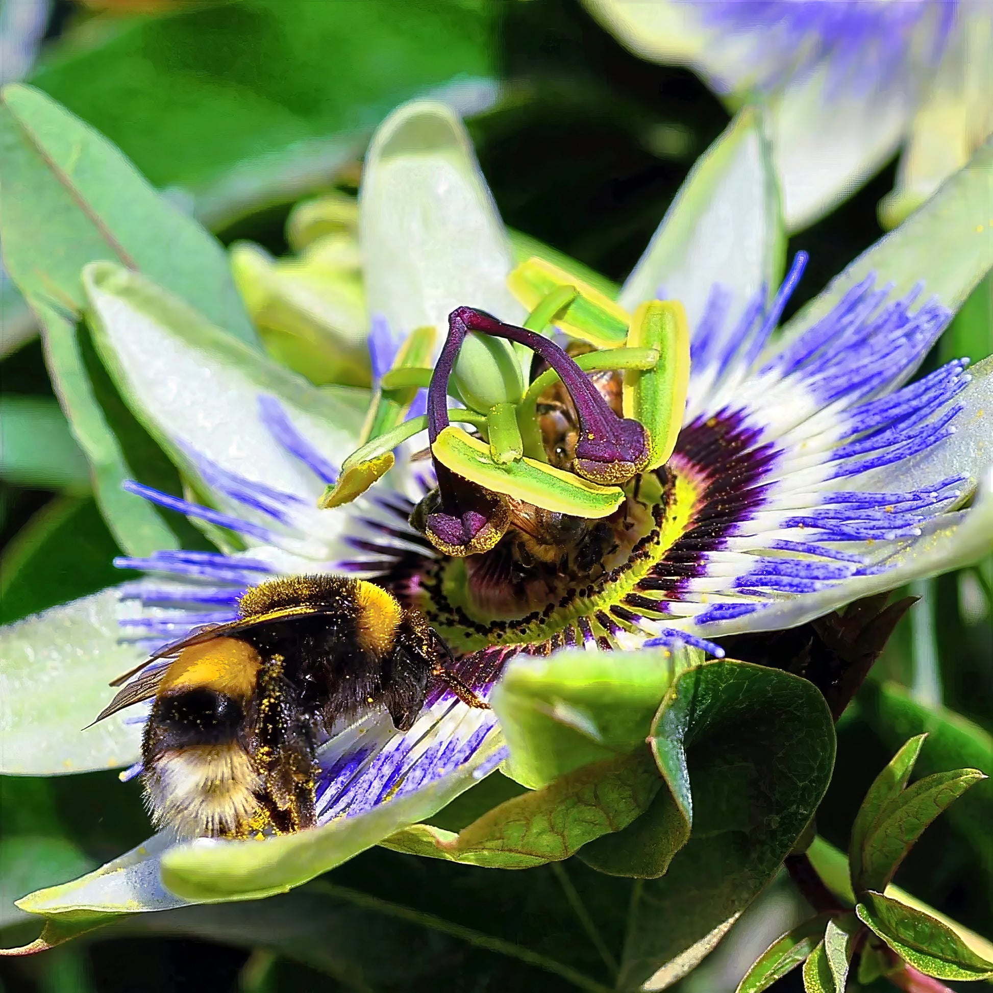 Bee collecting pollen from blue passionflower. 