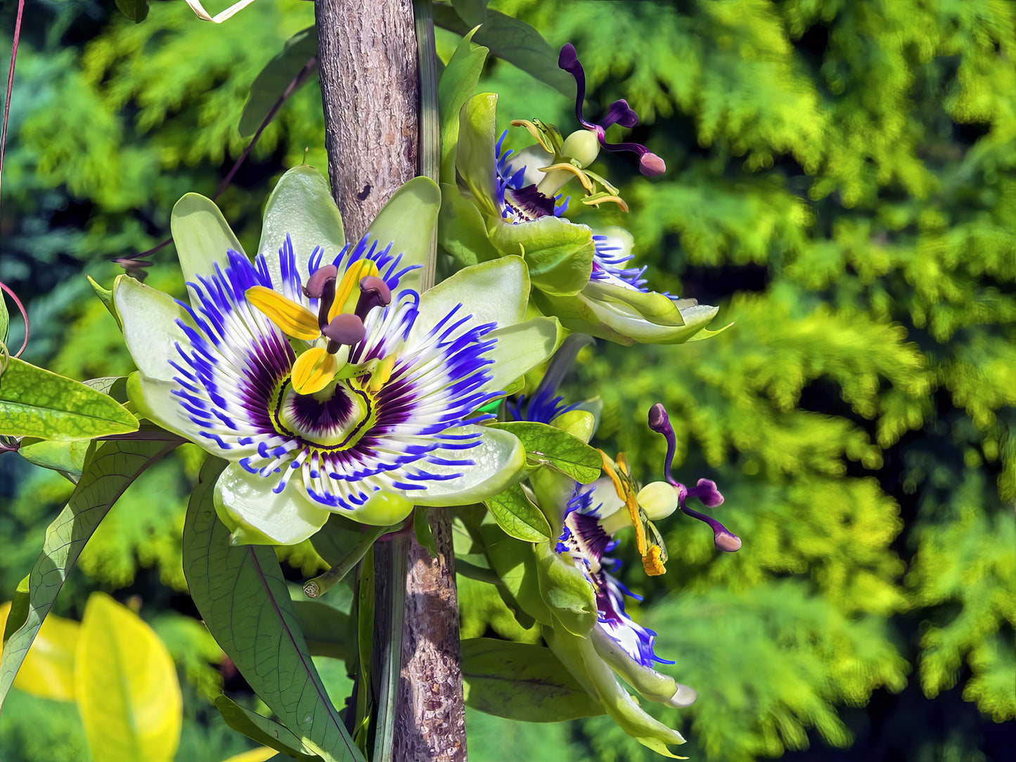 Blue Passion flower with green leaves and blurred green background