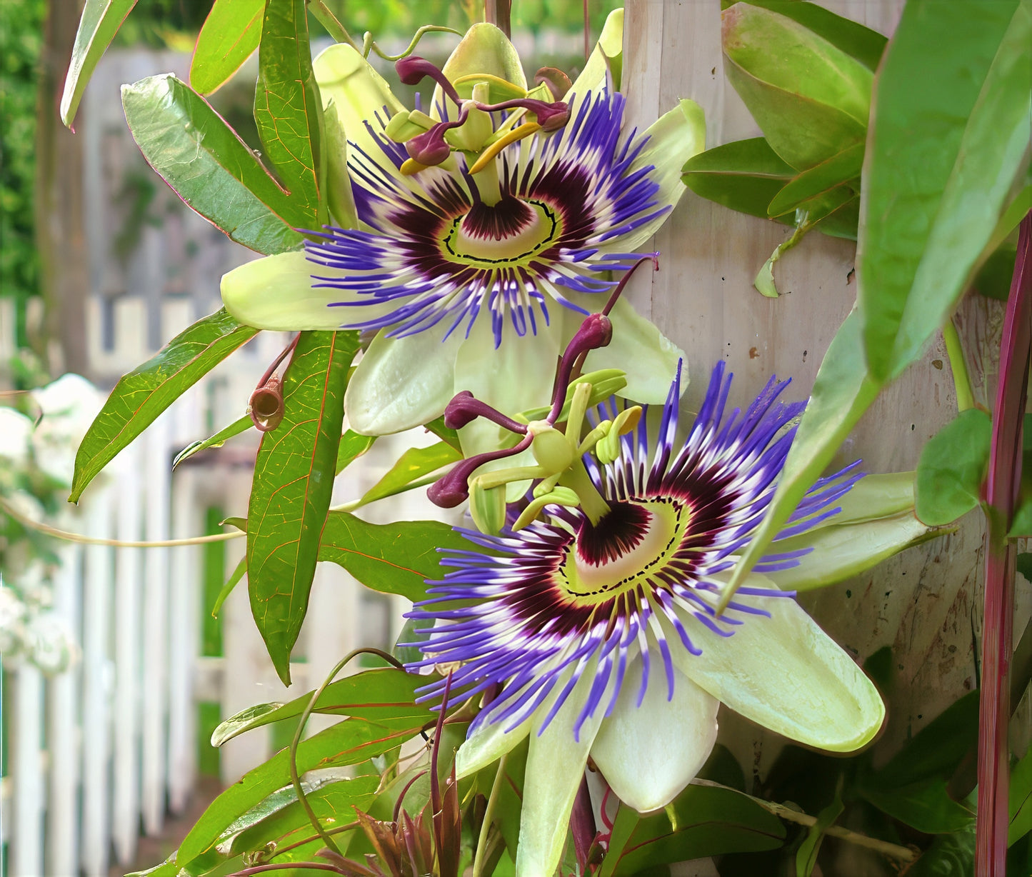 Blue Passion flowers with purple and yellow centers on a green leafy background
