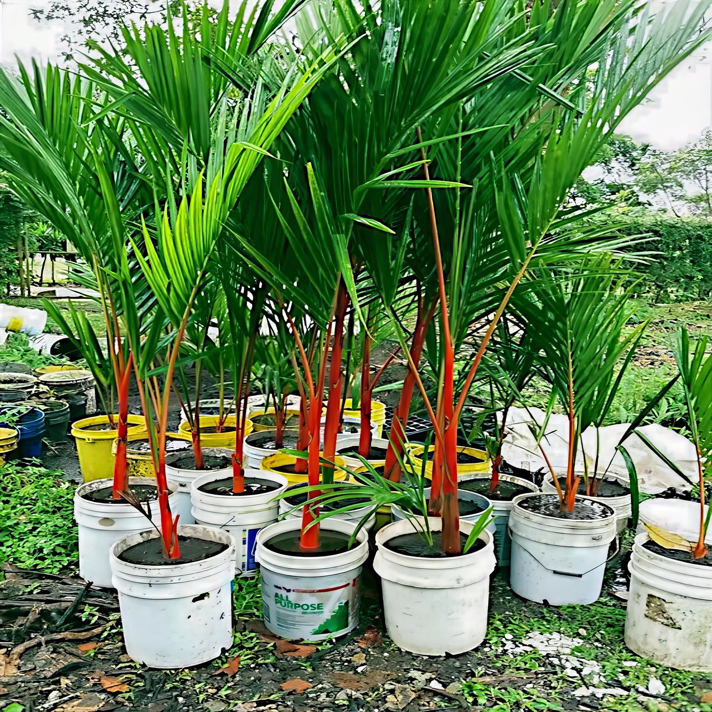 Potted red sealing wax palm trees with red stems in a garden setting
