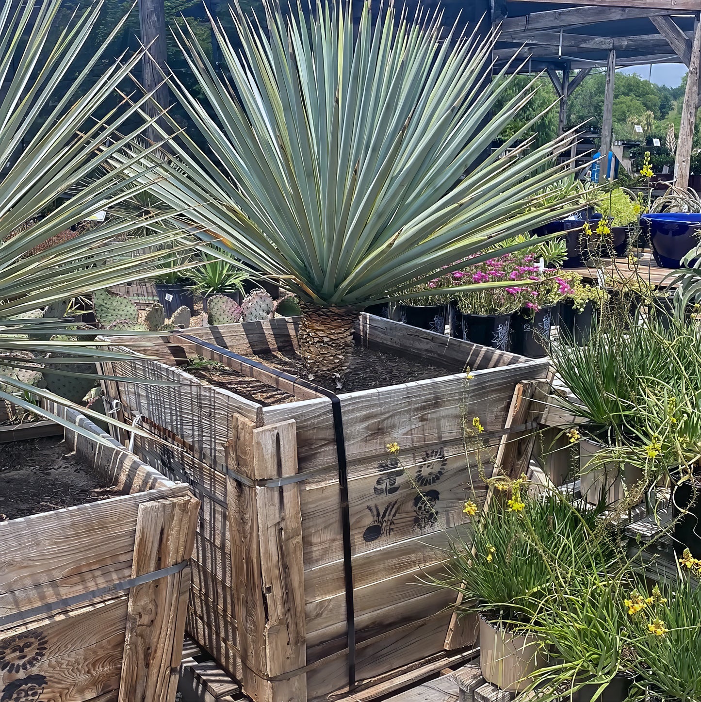 Blue Yucca Tree Seeds (Yucca rigida) Rare Blue Yucca Agave-Like Plant Cold Hardy