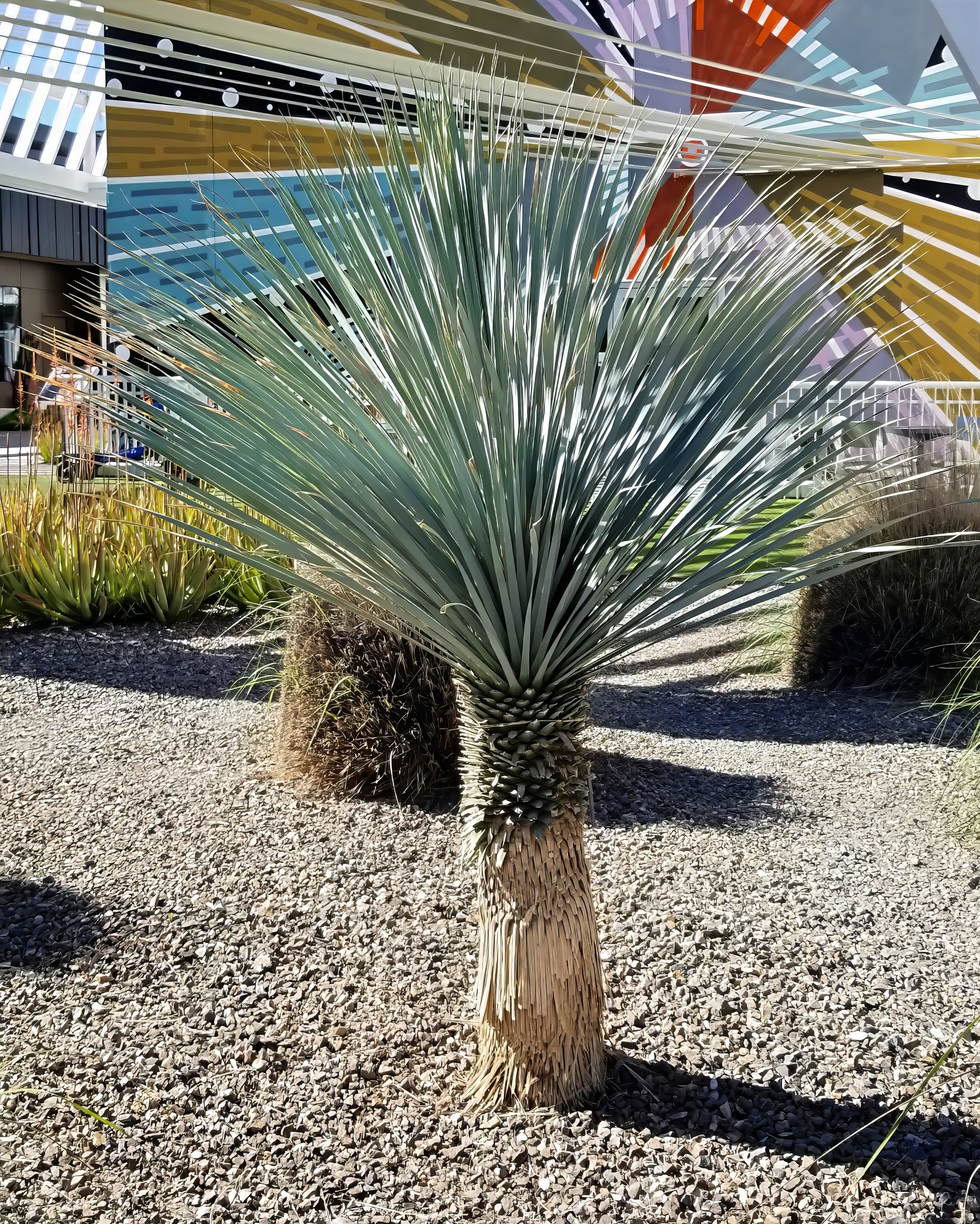 Spiky blue yucca plant in a garden with colorful architectural elements in the background