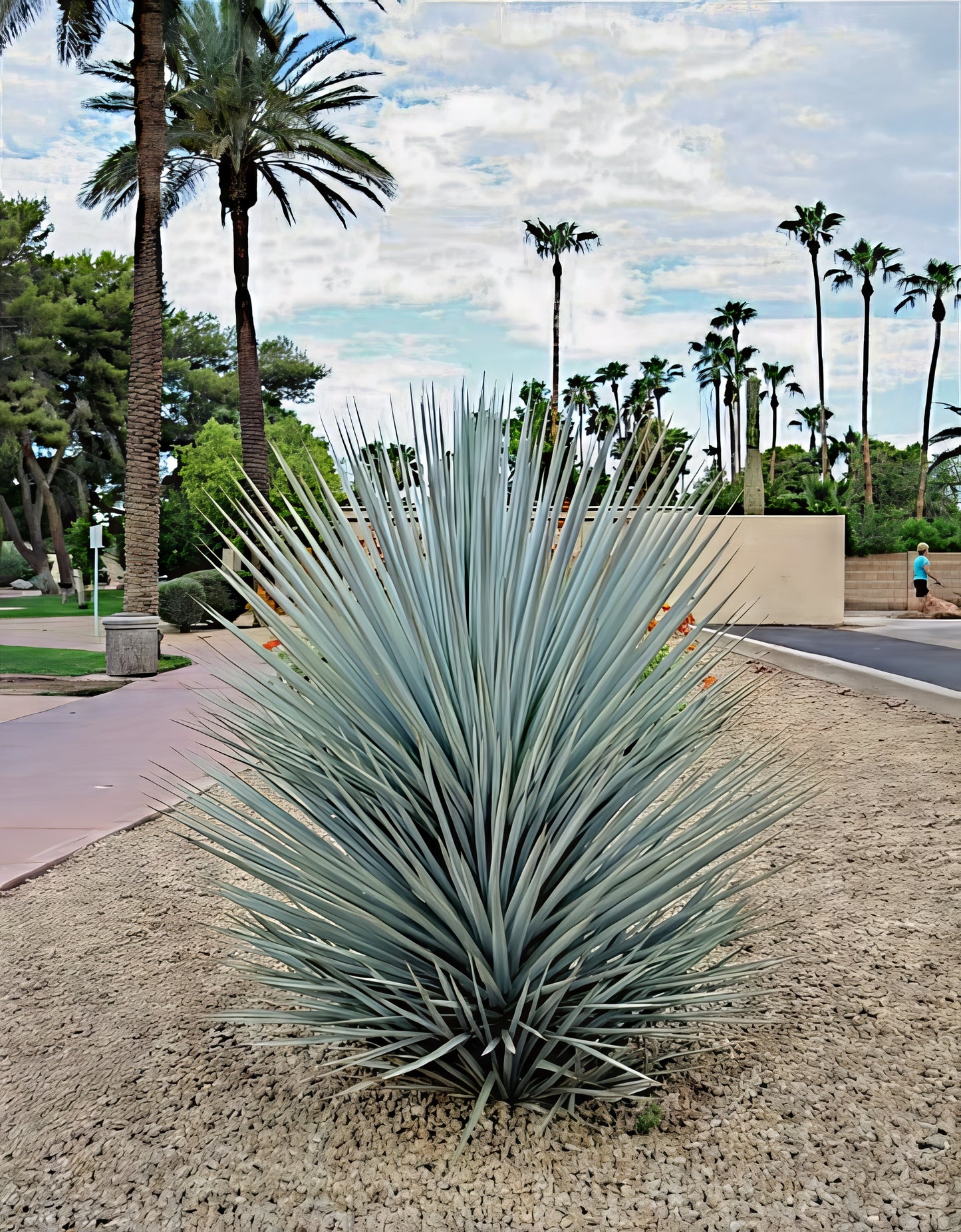 Spiky blue yucca plant in a desert landscape with palm trees and a clear sky.