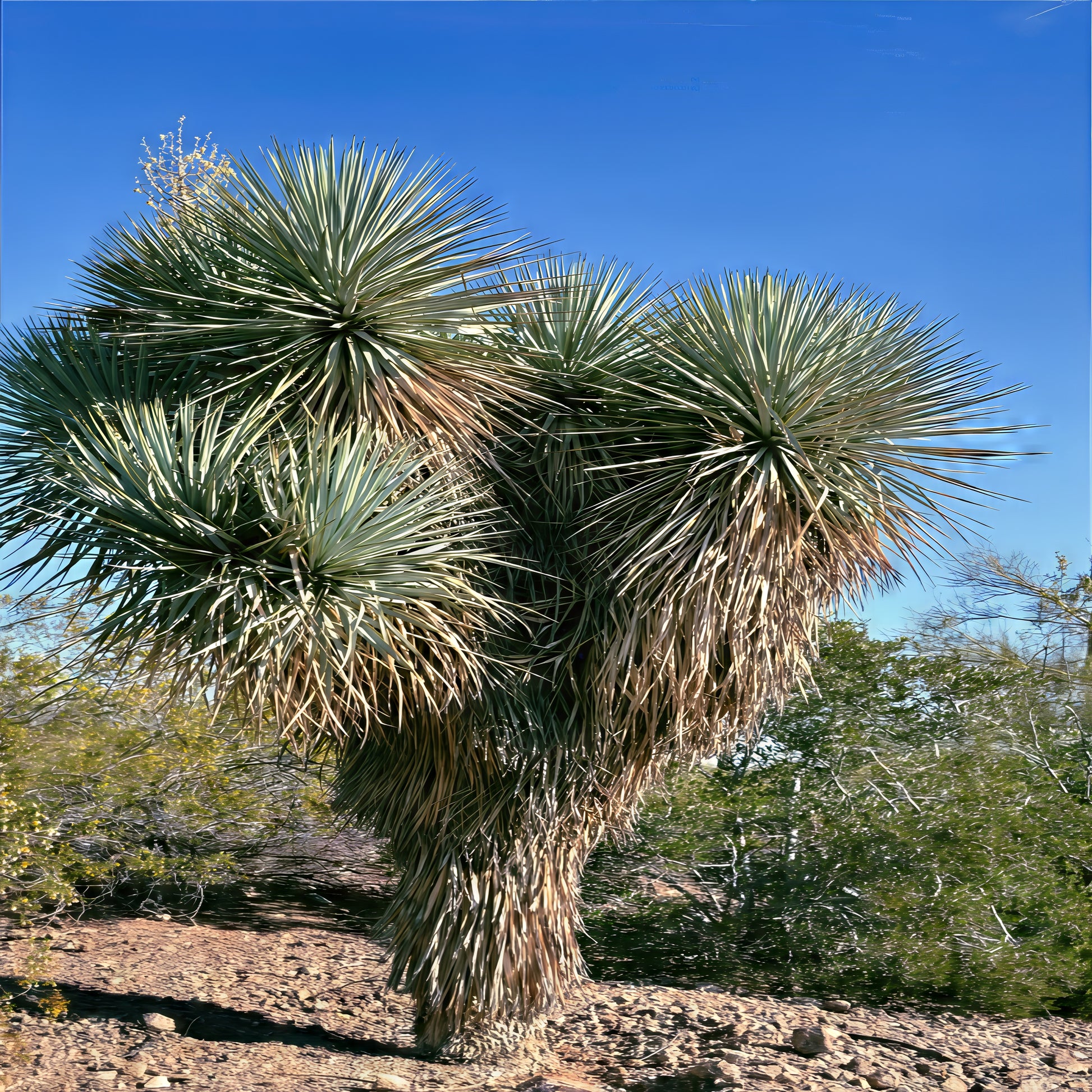 Blue Yucca plant in a desert landscape with clear blue sky