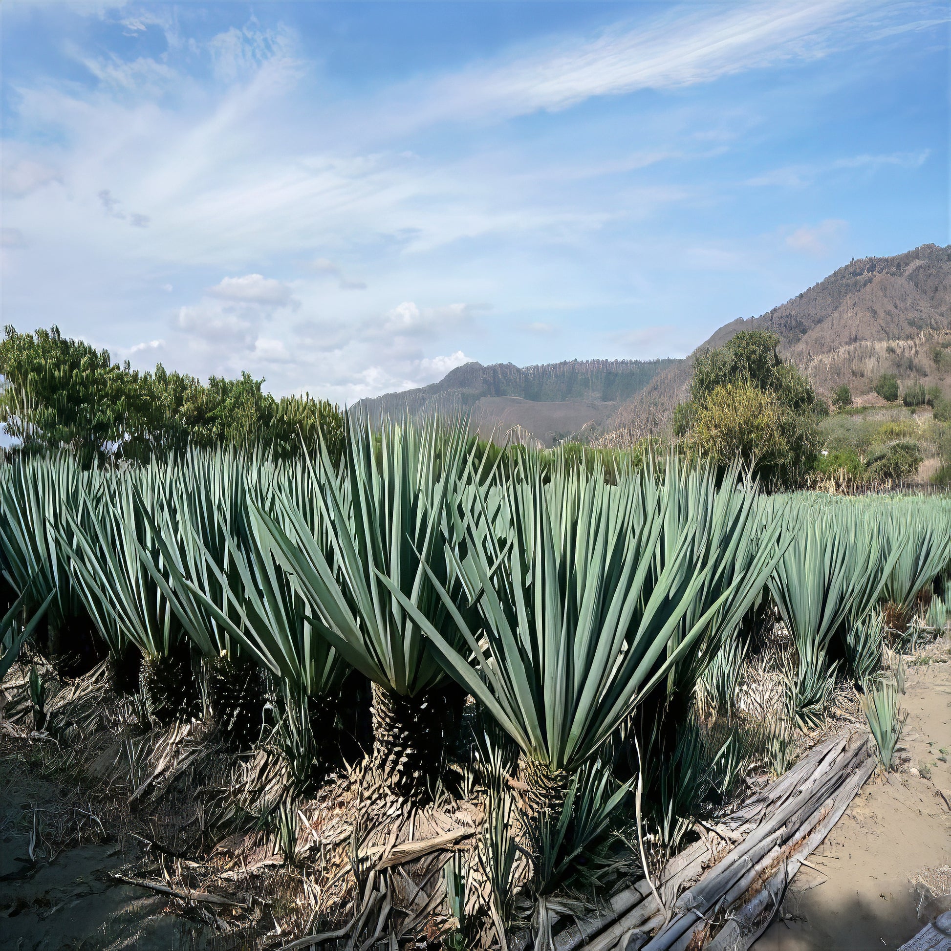 Field of agave sisalana plants with mountains in the background