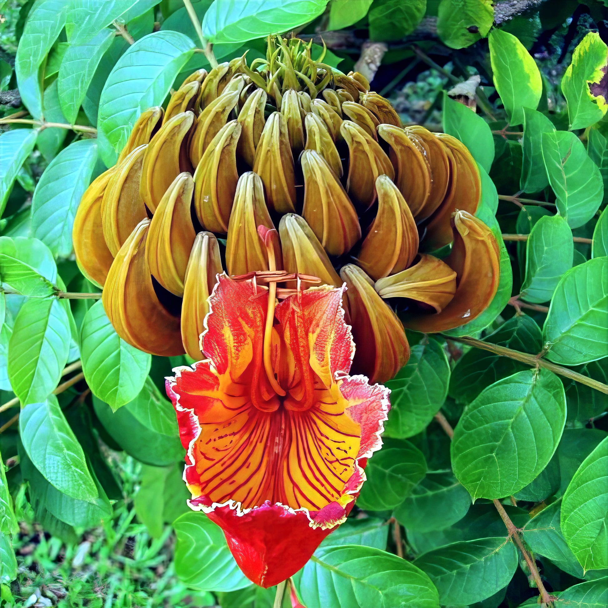 Close-up of a vibrant red and yellow African Tulip tree flower with green leaves in the background