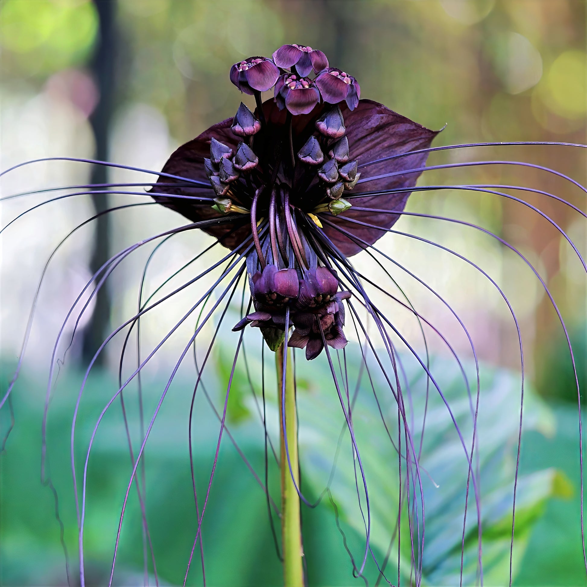 close up of black bat flower on blurred background