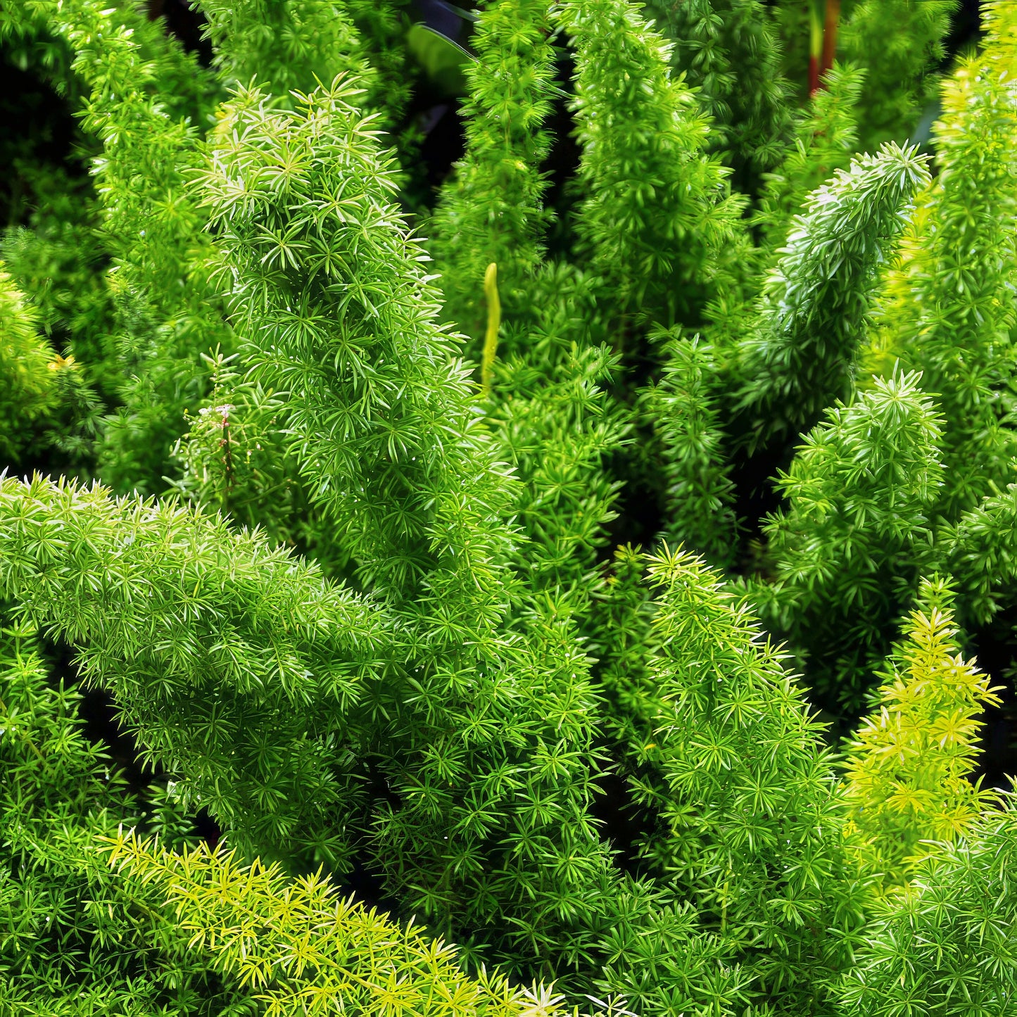 Close-up of a green Foxtail fern plant with a blurred background. (Asparagus densiflorus ‘Meyeri’)
