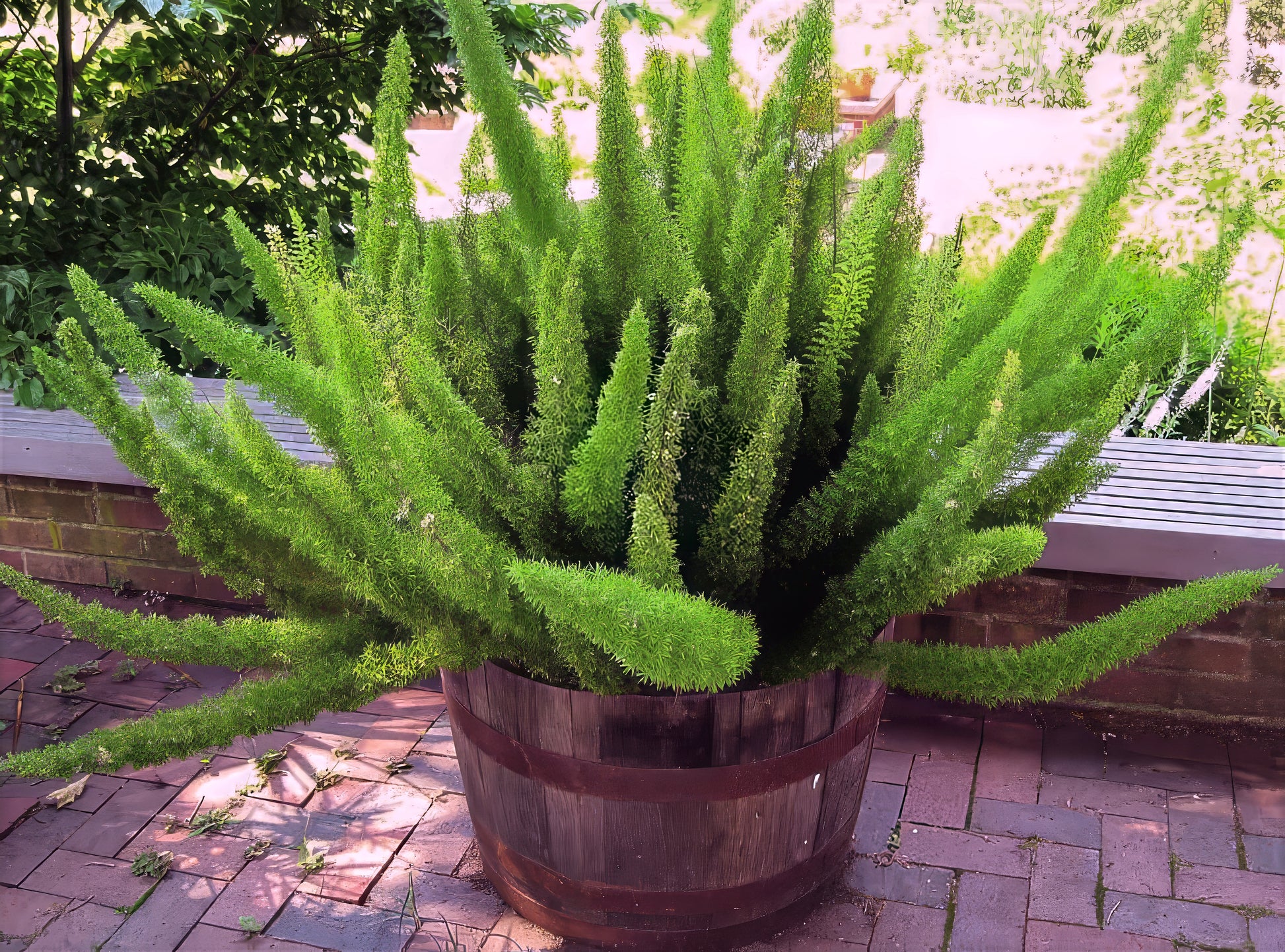 Potted Foxtail Fern plant with long green leaves on a brick patio. (Asparagus densiflorus ‘Meyeri’)