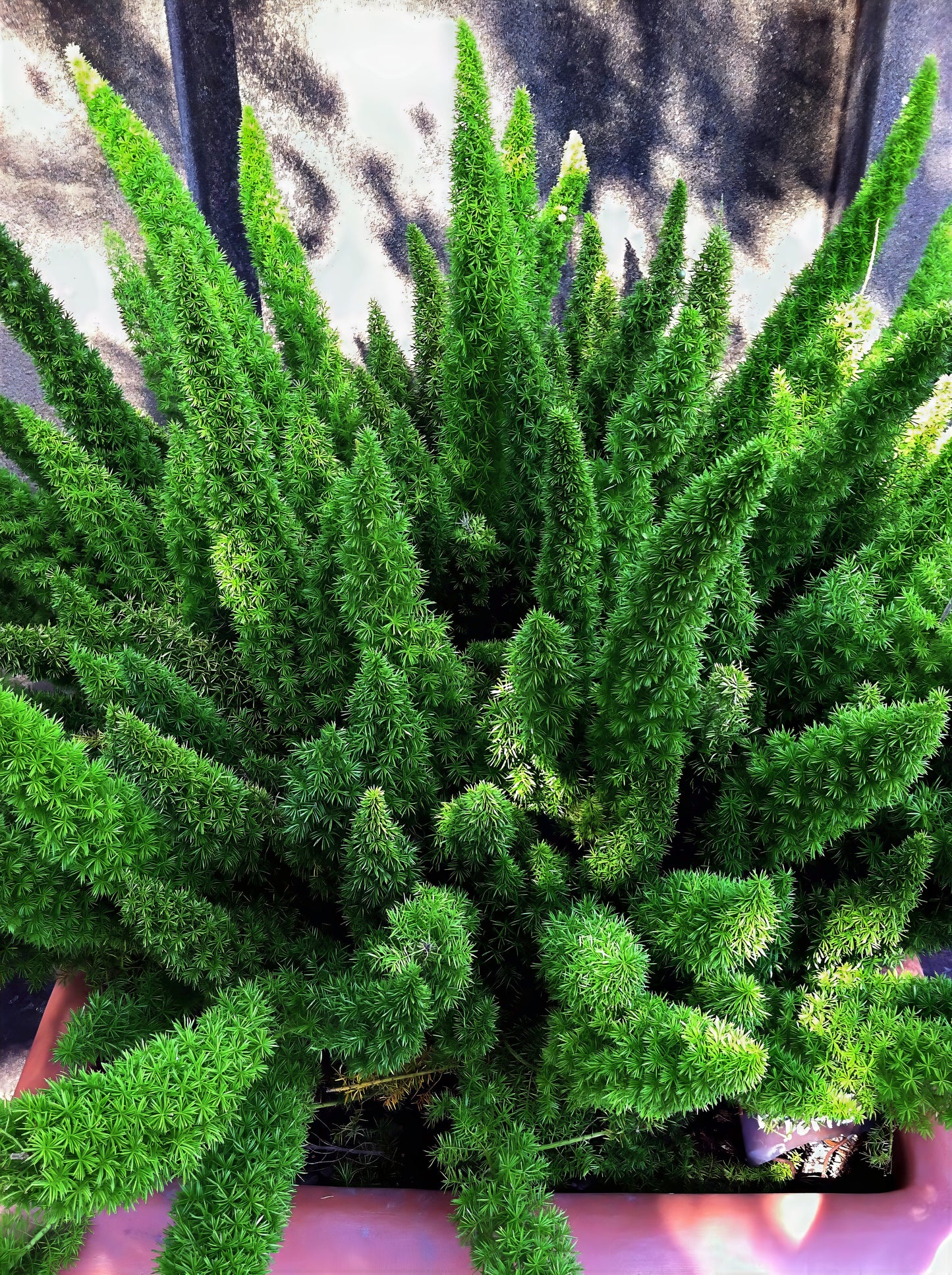 Close-up of a green foxtail fern plant with a blurred background. (Asparagus densiflorus ‘Meyeri’)