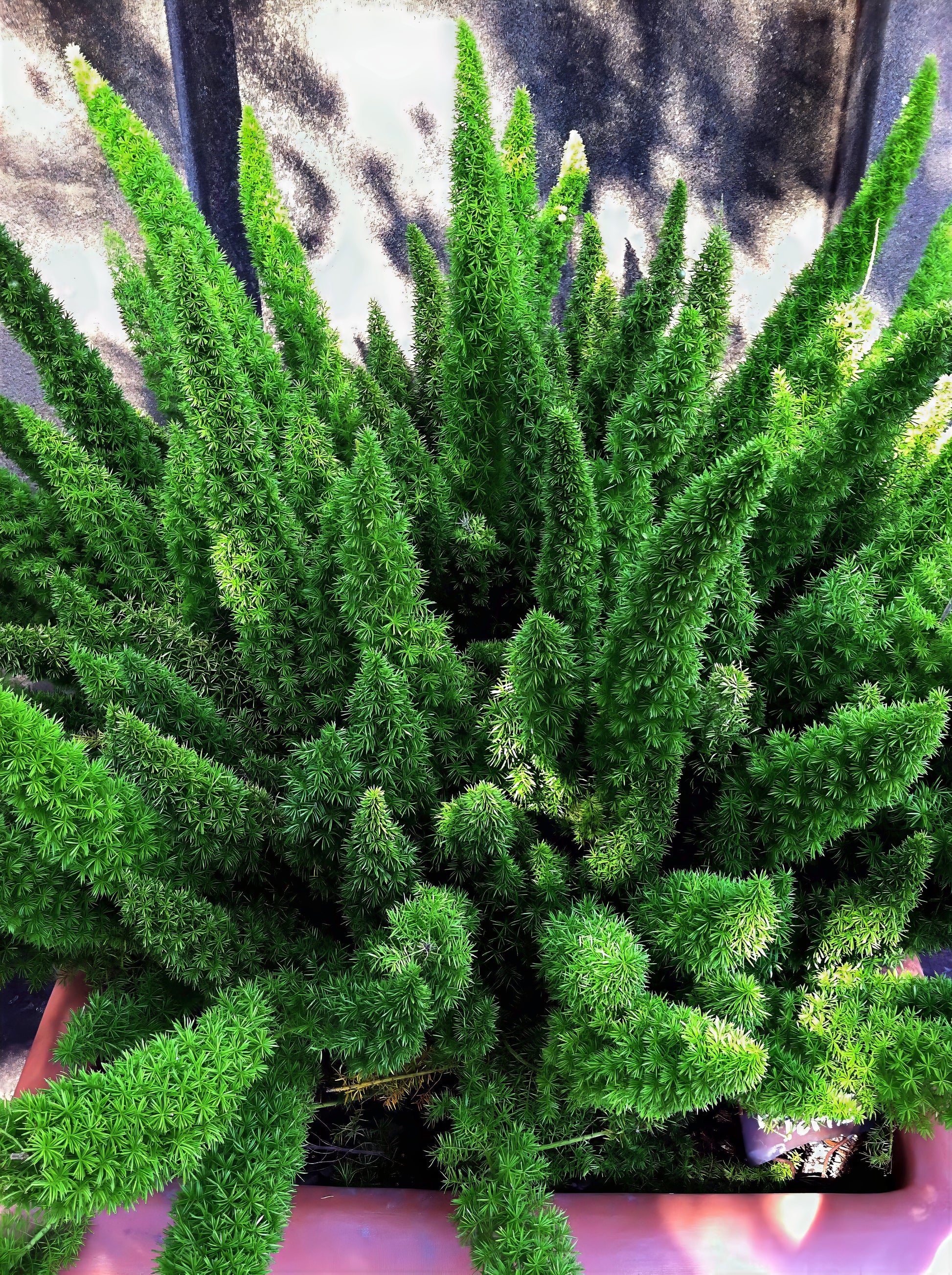 Close-up of a green foxtail fern plant with a blurred background. (Asparagus densiflorus ‘Meyeri’)
