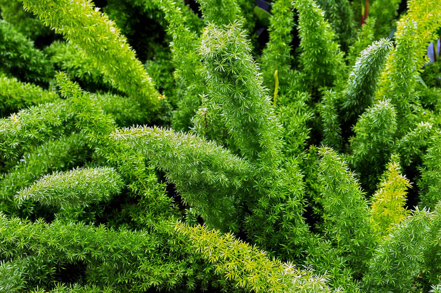 Close-up of green Foxtail fern plant with a blurred background