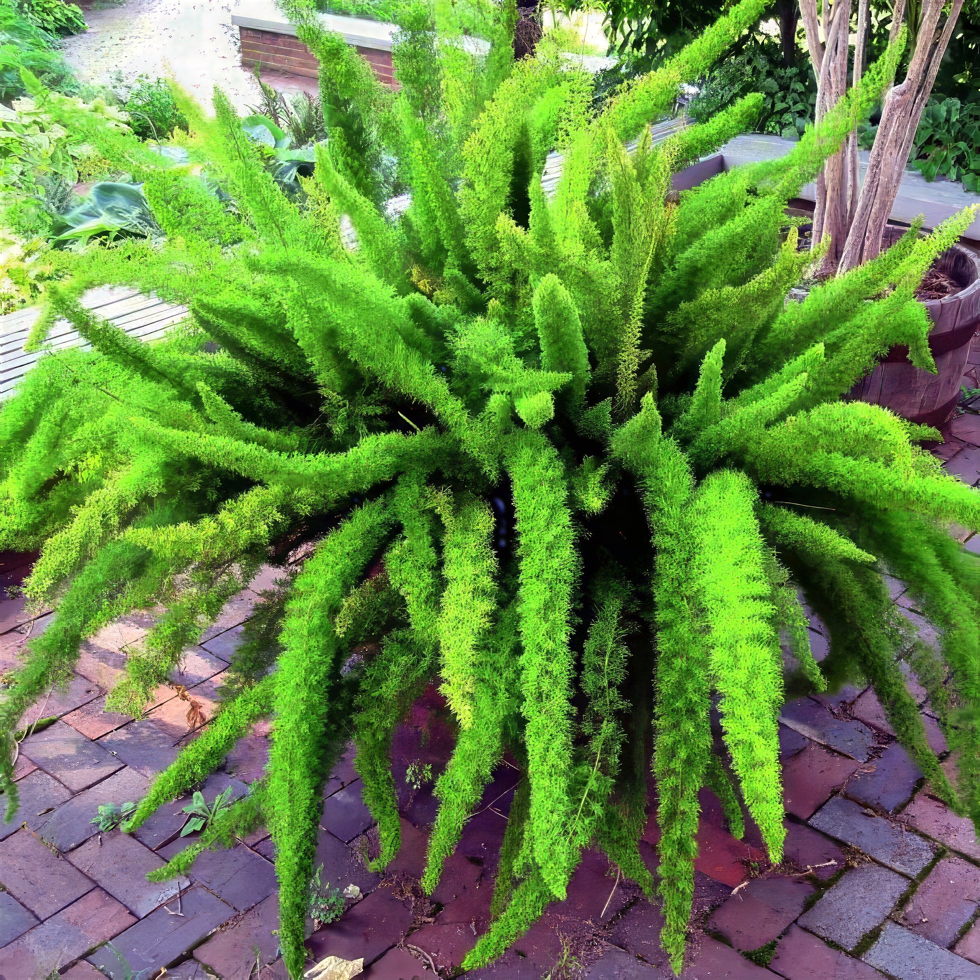 Large green Meyer's Foxtail fern plant on a brick patio