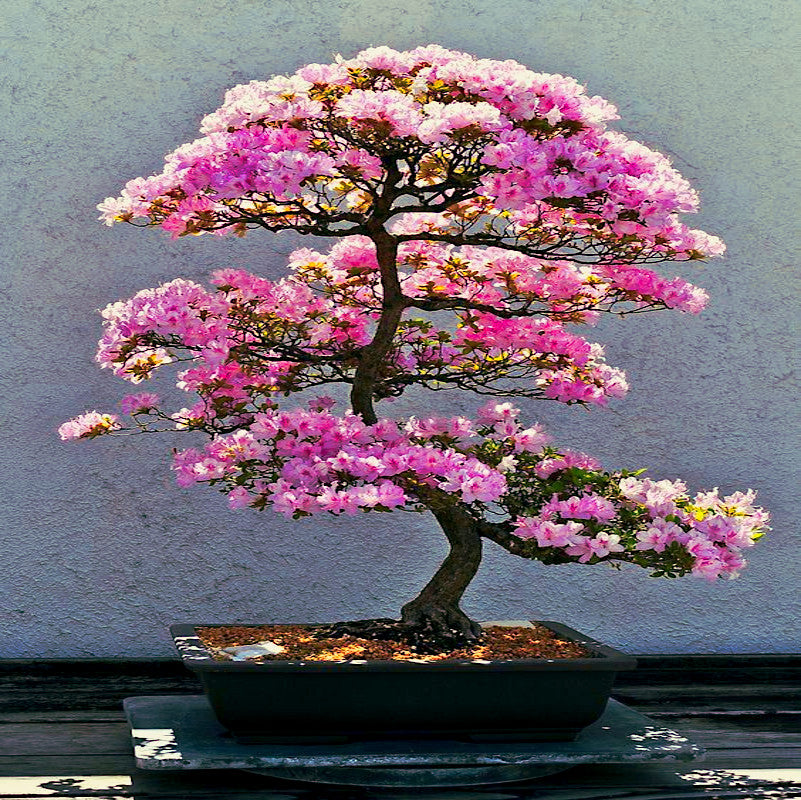 Japanese Sakura cherry bonsai tree with stucco background. (Prunus sargentii)