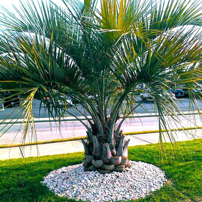 Jelly Palm tree in a pot on a grassy area with a road and cars in the background