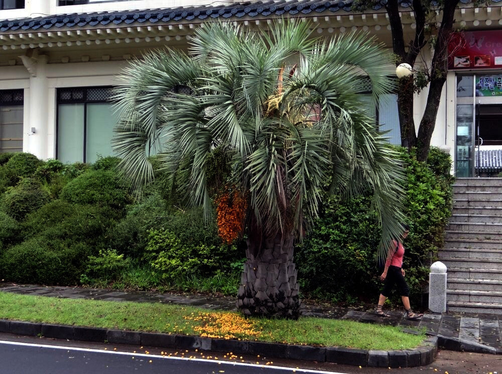 Jelly Palm tree on a city street with a building and person in the background