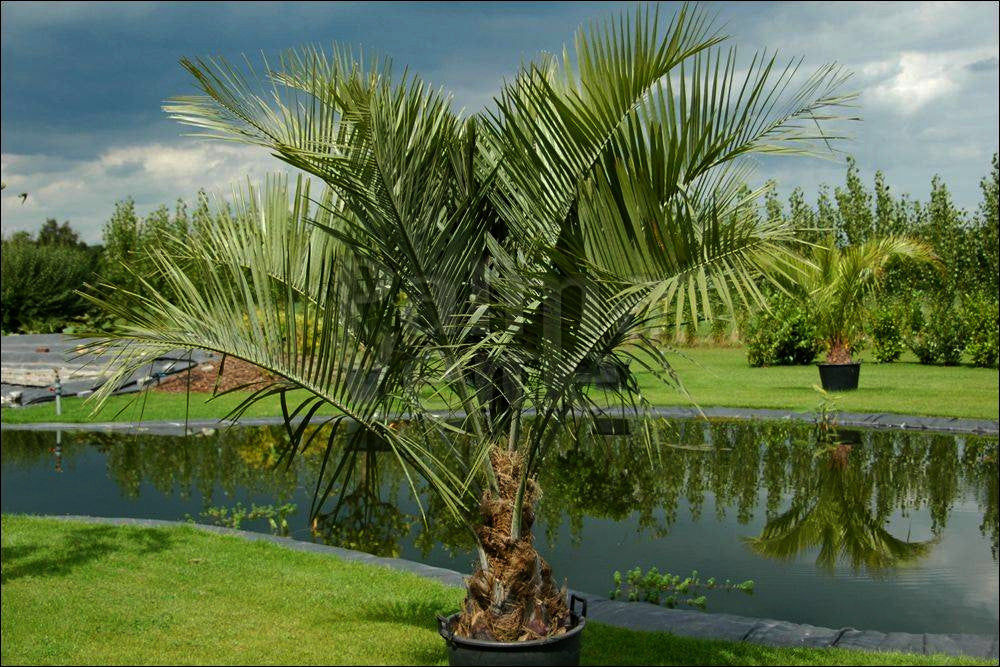 Jelly Palm tree in container by a pond with a scenic background
