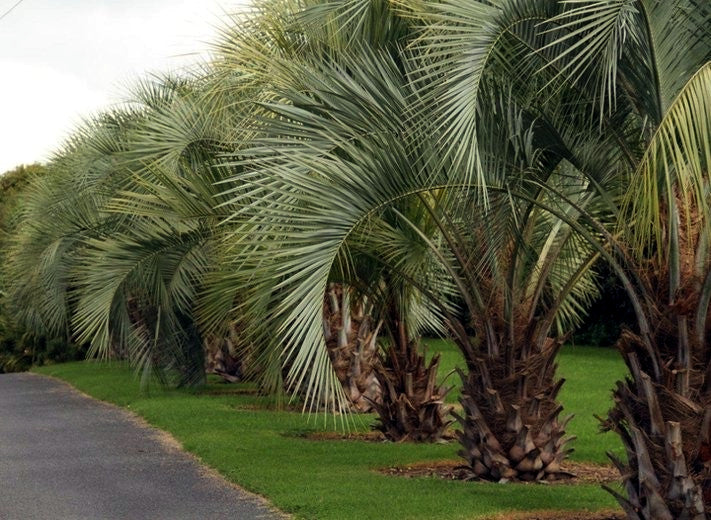 Row of Jelly palm trees lining a paved road
